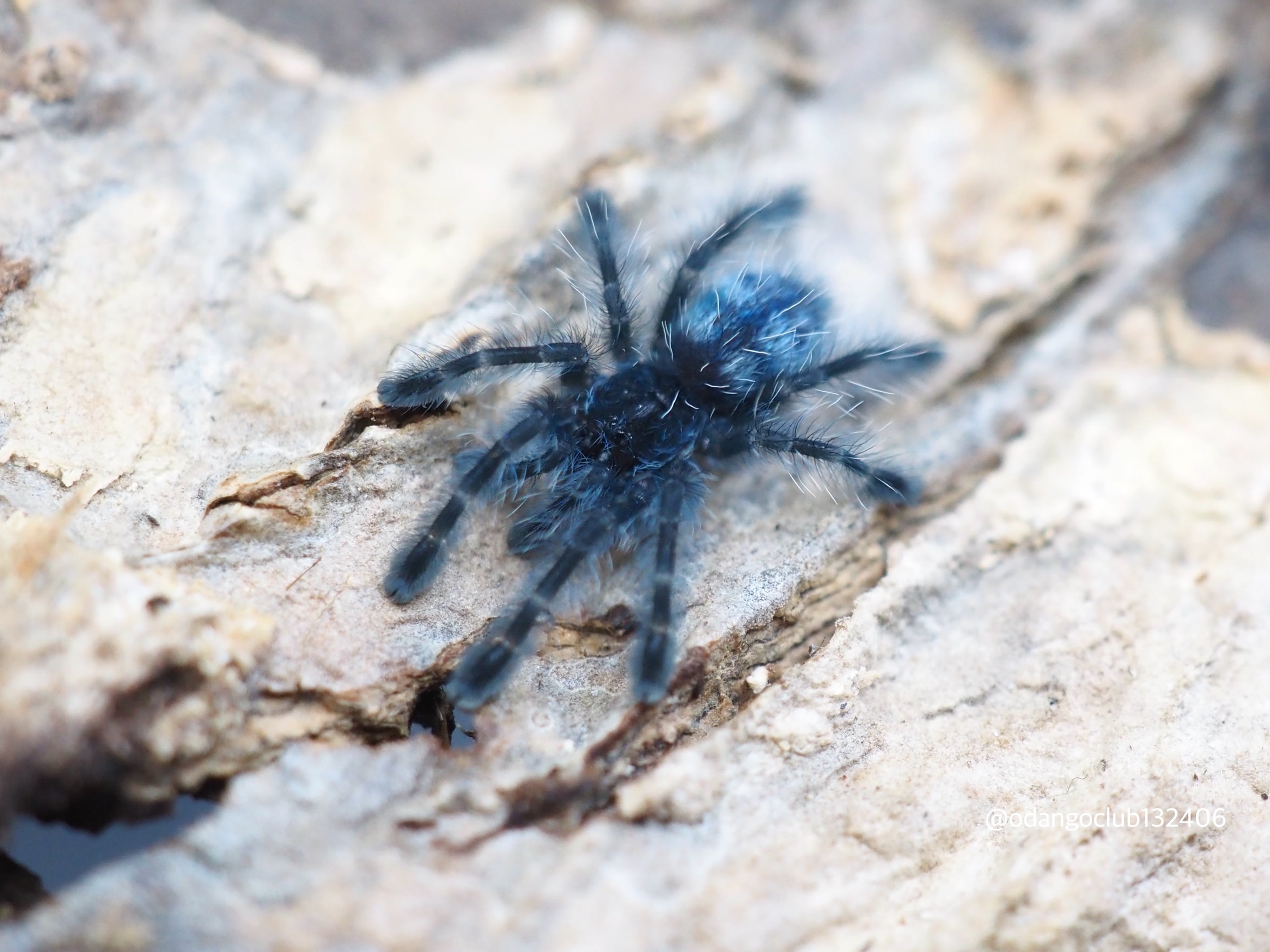 アンティルピンクトゥ 3匹 タランチュラ | おだんごくらぶ