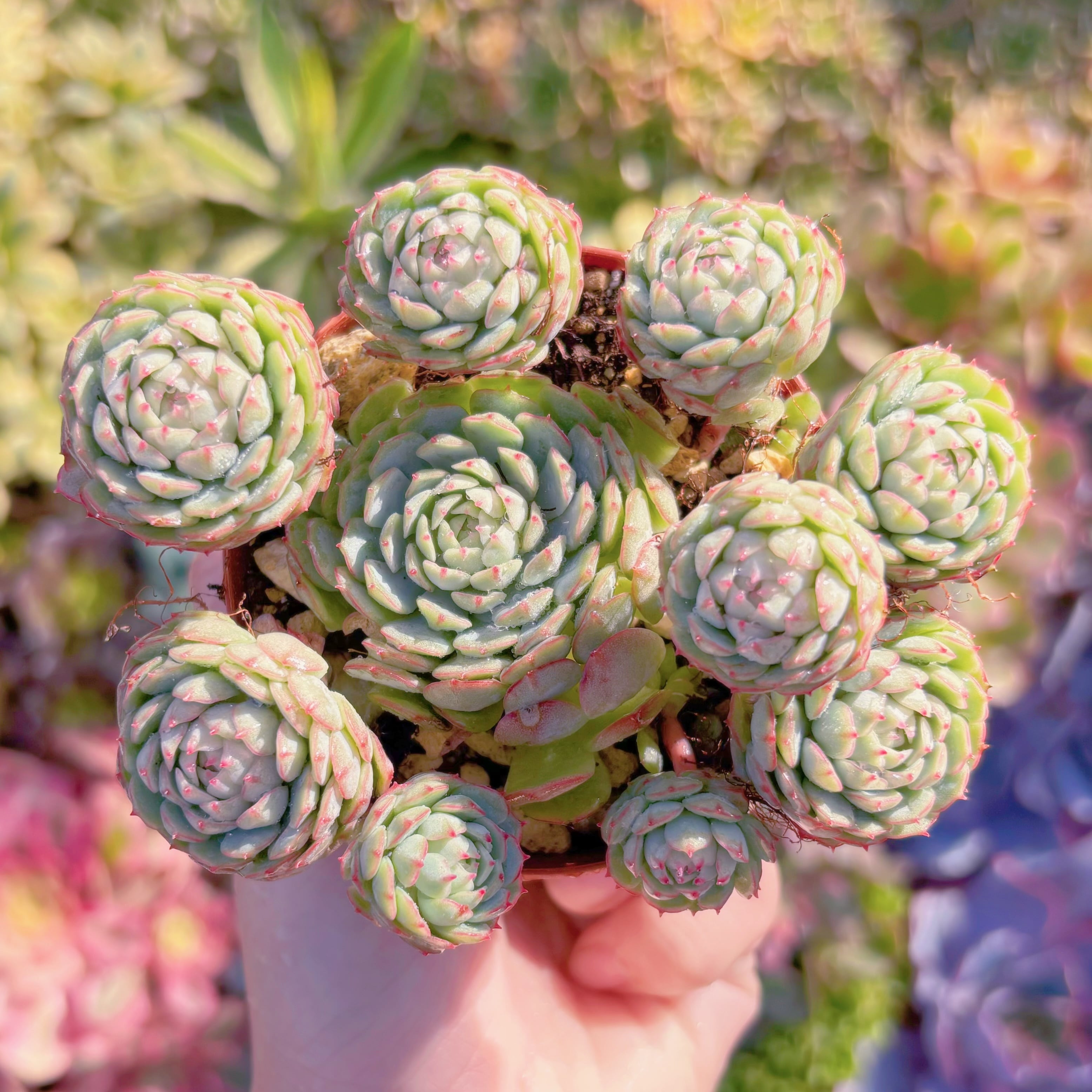 現品　グロブローサx静夜#B12　群生　新入荷　るる農園