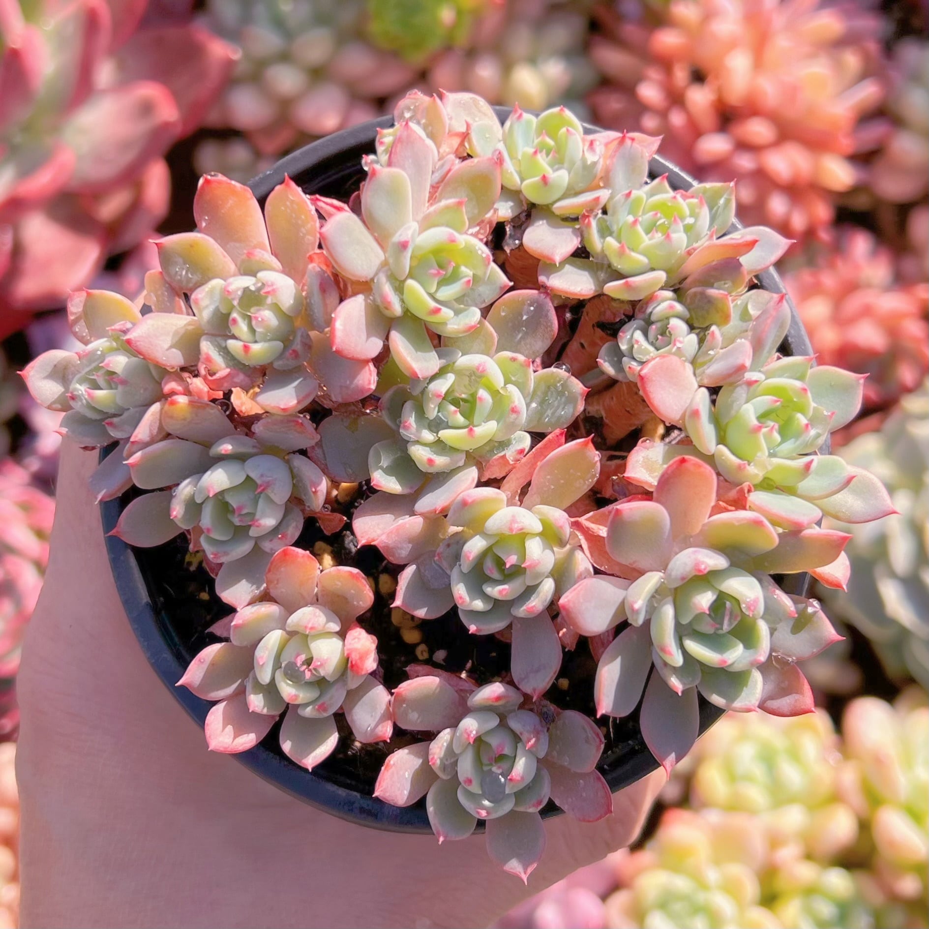 現品　七福美尼#612   古株   るる農園