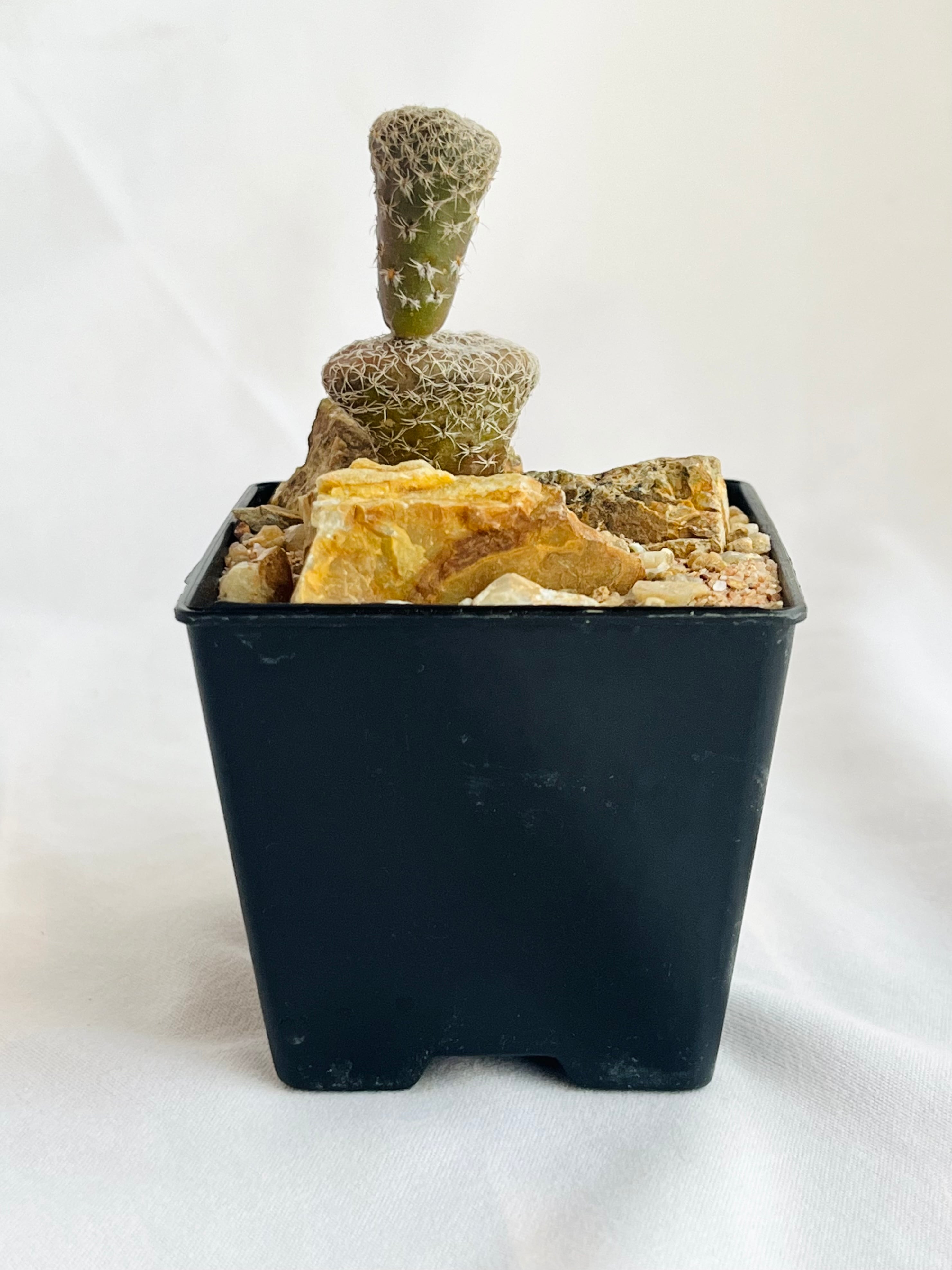 Puna clavarioides クラバリオイデス 茸団扇 白鶏冠 サボテン | plants