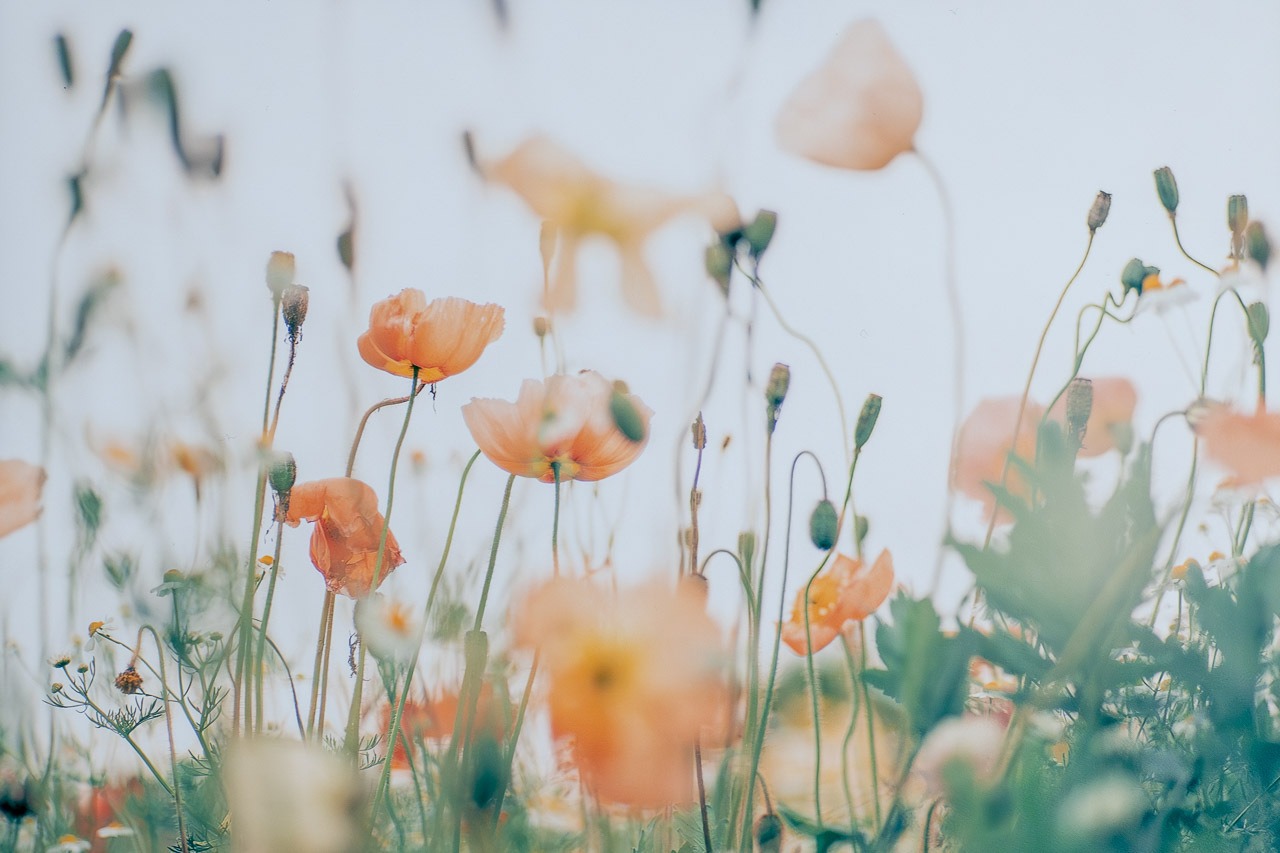 【OPEN記念・数量/期間限定】Quaint Flower World