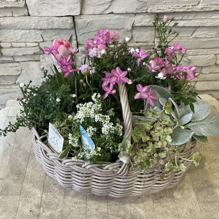 寄せ植え | 橋本種苗園
