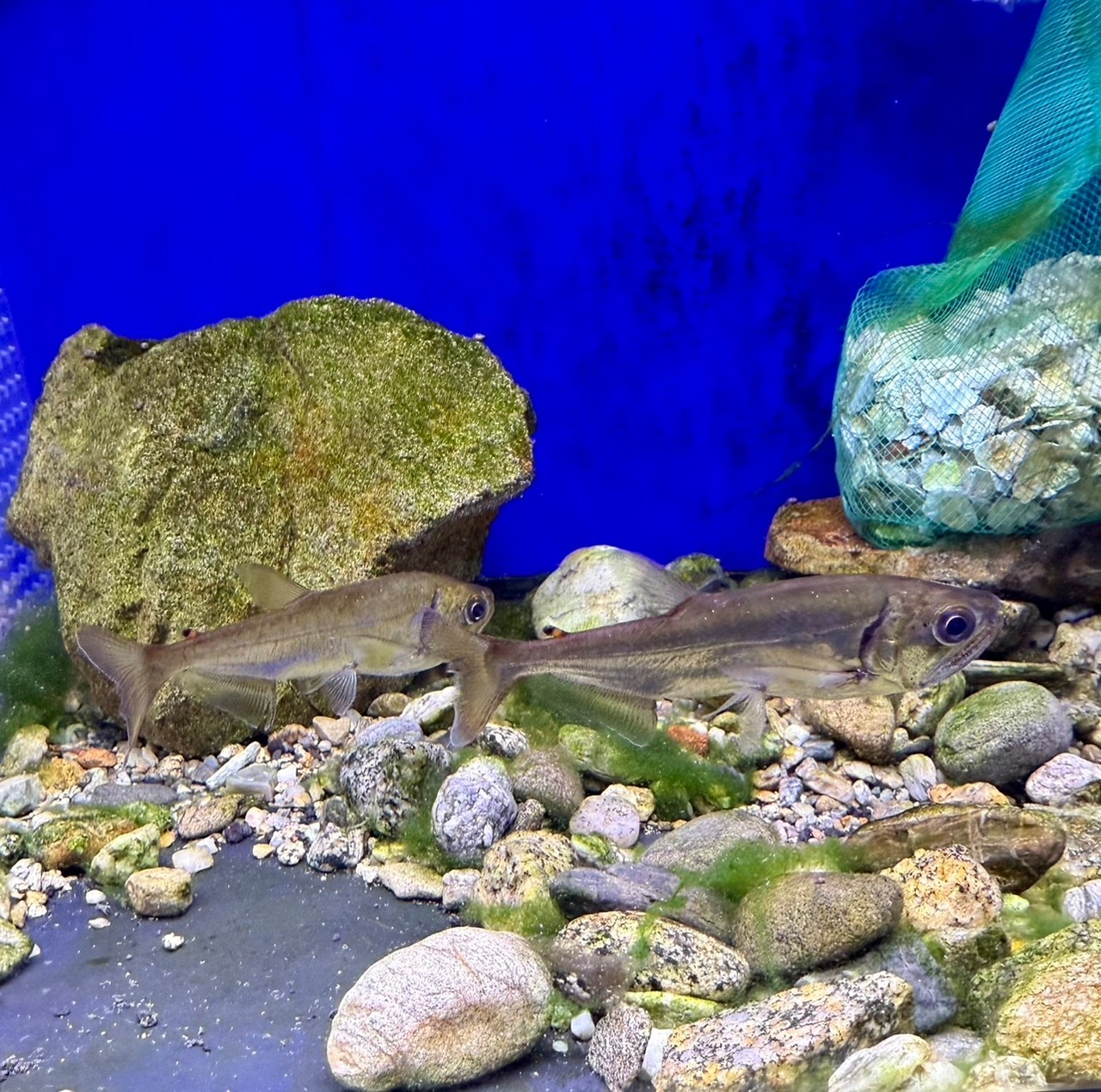 WILDアルマータス・カショーロ - 2