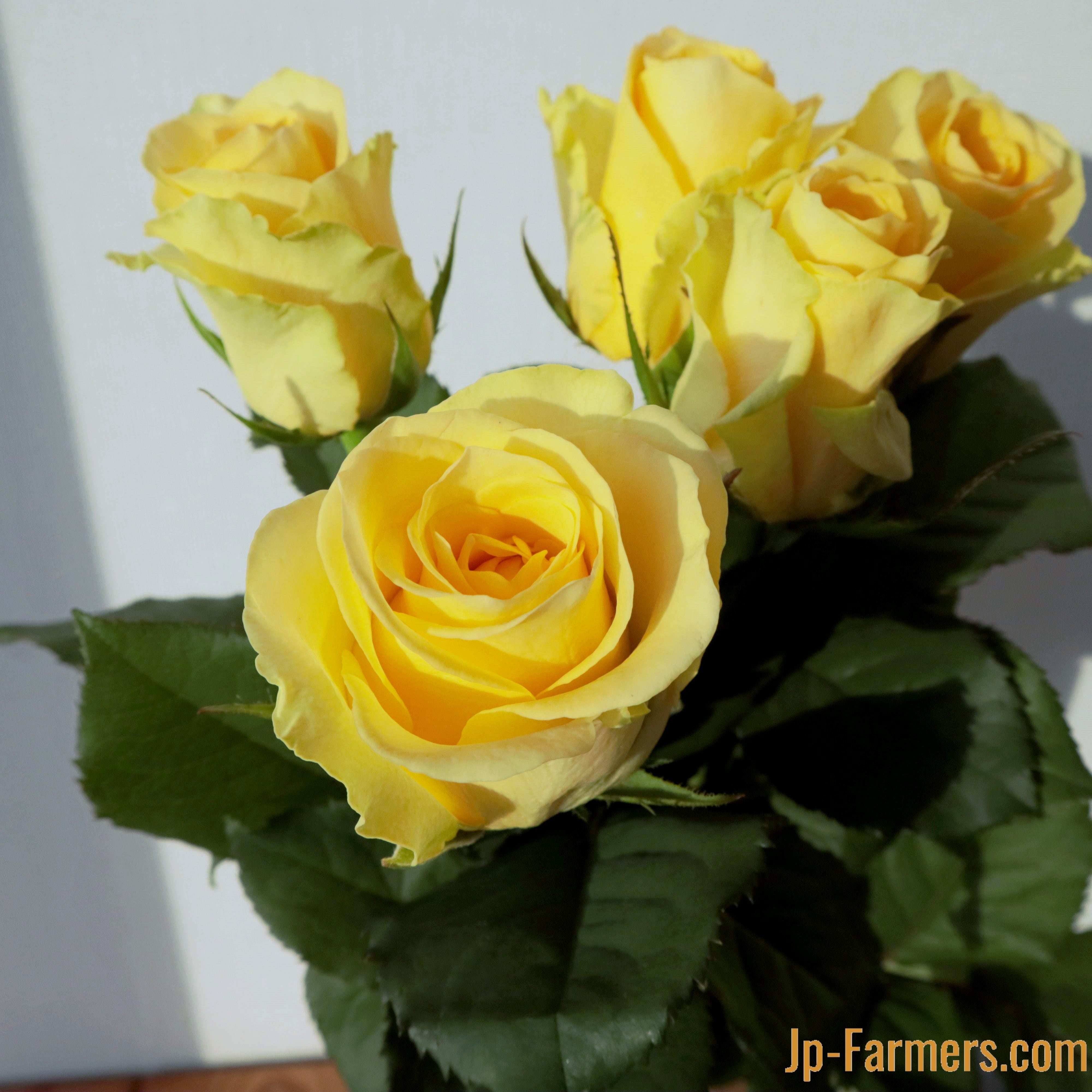 finerose バラ 品種名 ミニオン フランス語で 可愛い を意味するバラ 新鮮花の問屋 Jp Farmers Com finerose バラ 品種名 ミニオン フランス語で 可愛い を意味するバラ 新鮮花の問屋 Jp Farmers Com