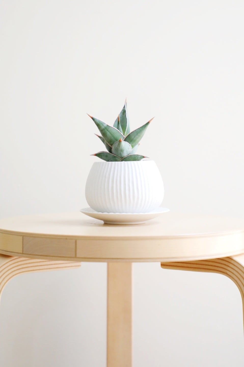 S】【希少】サンスベリア ピングイキュラ/Sansevieria pinguicula