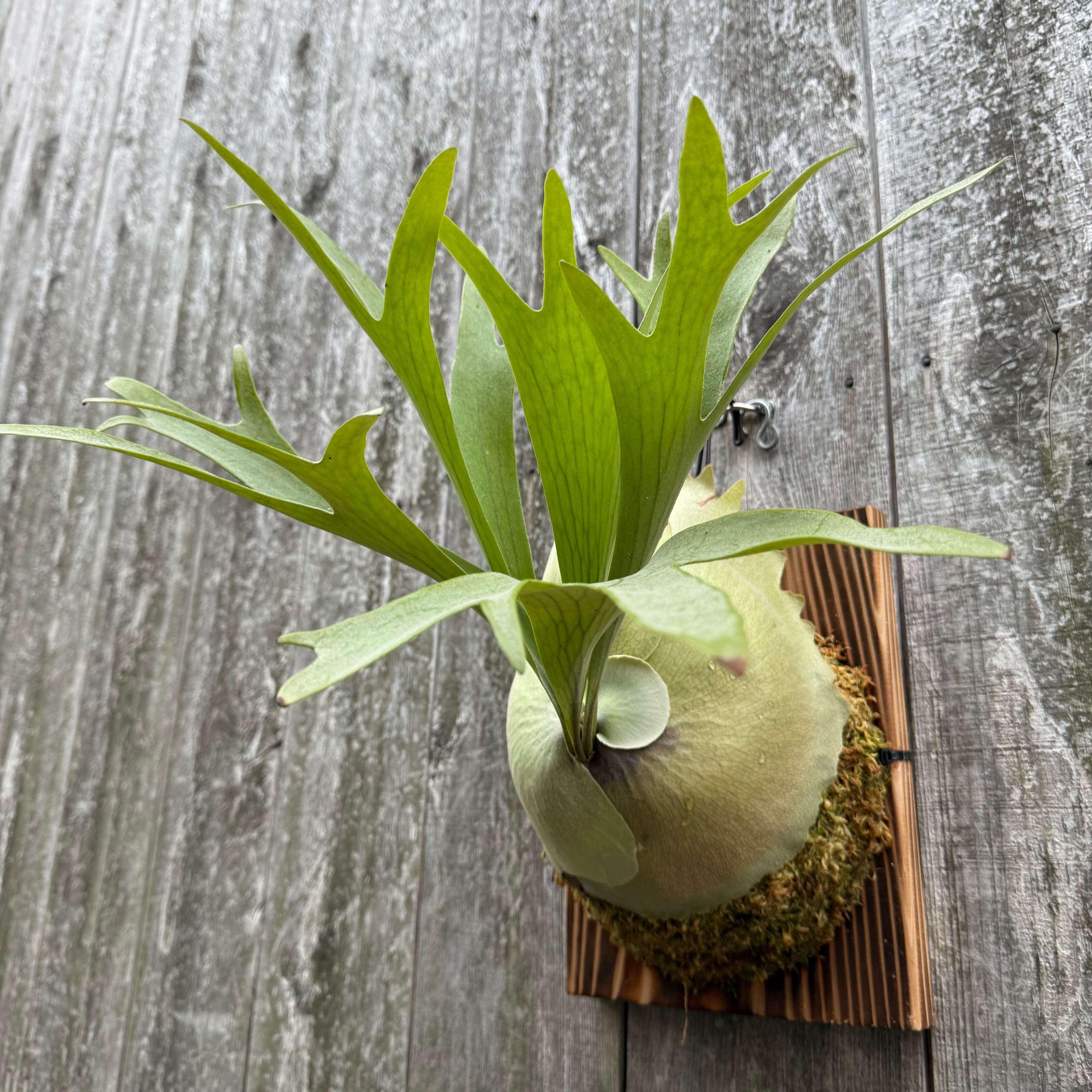 Platycerium bifurcatum Popcorn (pup) | naturefix