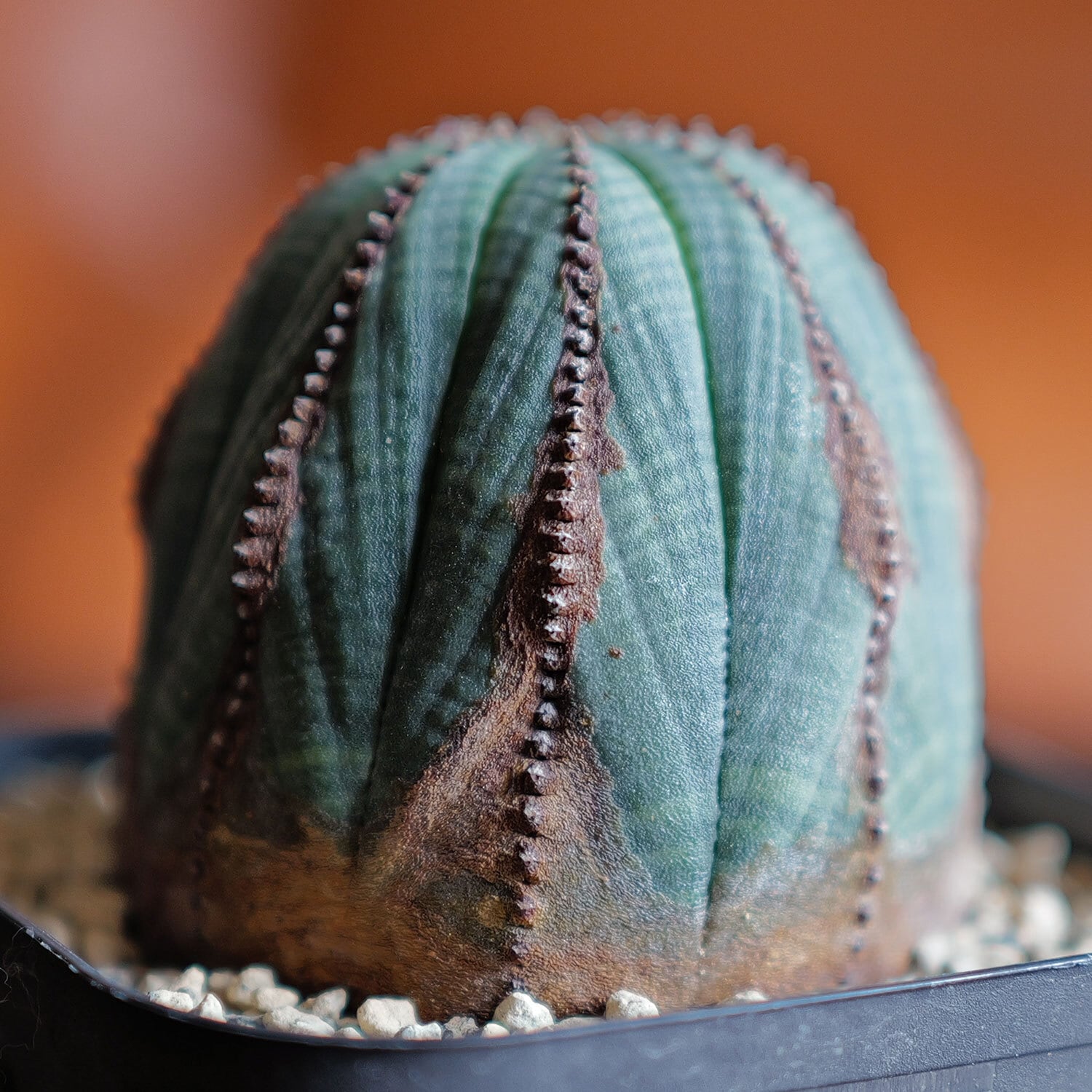 メス株 木質化 オベサ / ユーフォルビア | LIGHTHOUSE.PLANTS