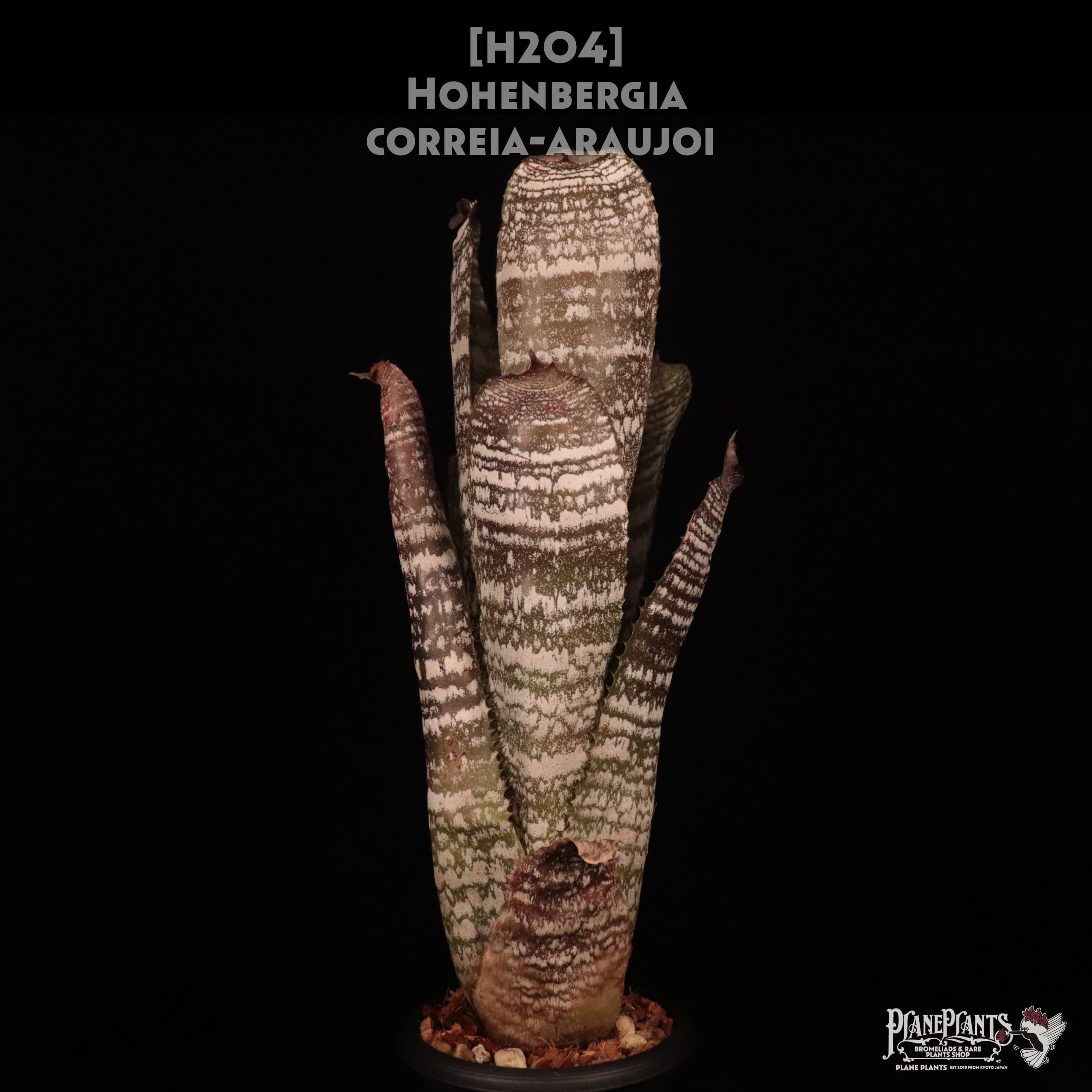 Hohenbergia | plane plants