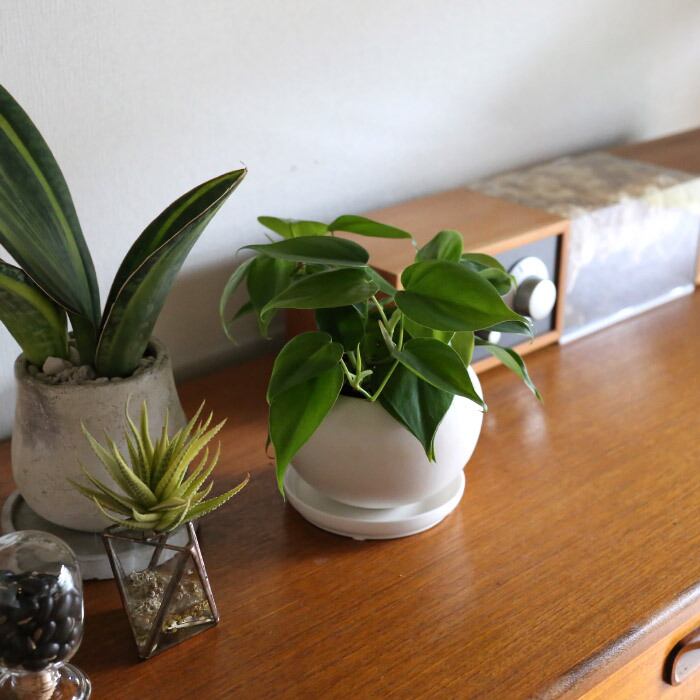 最大52 オフ 白鉢 ハートフィロデンドロン ハート型の観葉植物 観葉植物