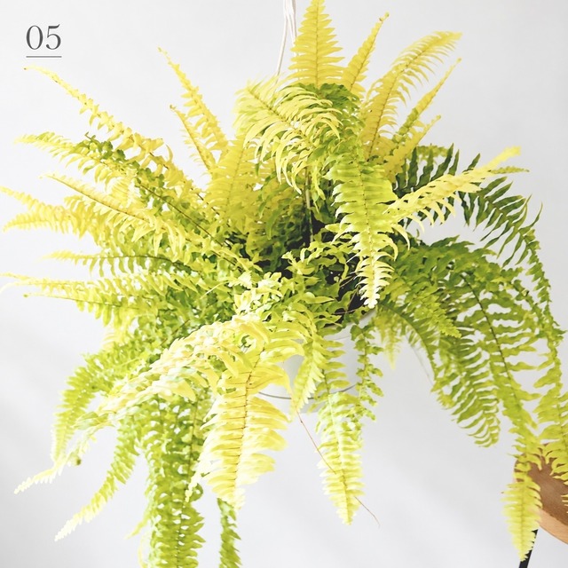 ネフロレピス ハッピーマーブル 観葉植物 calm cafe