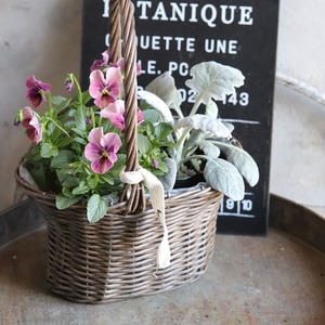 シロタエギク　丸葉　２つに分かれる　寄せ植えに最適