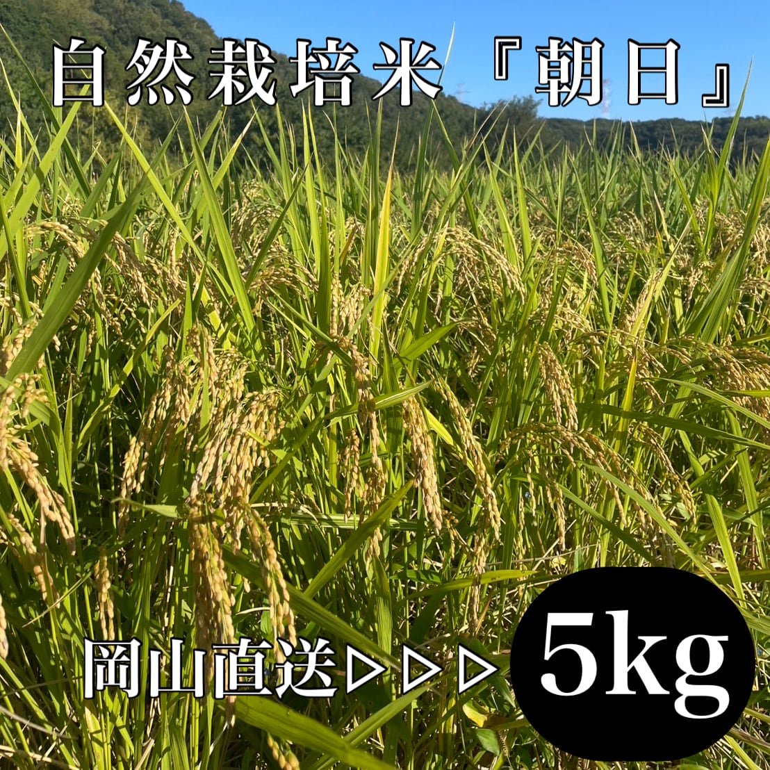 農薬不使用 有機肥料栽培 自然農法 兵庫県産 ヒノヒカリ 玄米 10kg