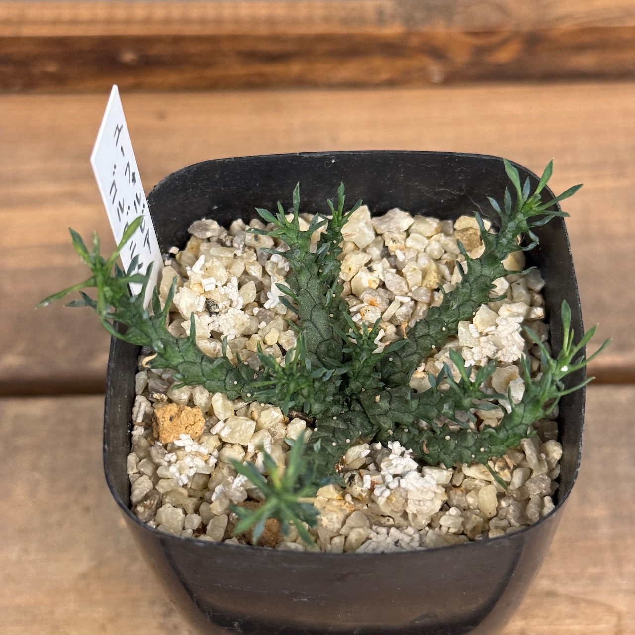 ユーフォルビア・ゴルゴニス【355】