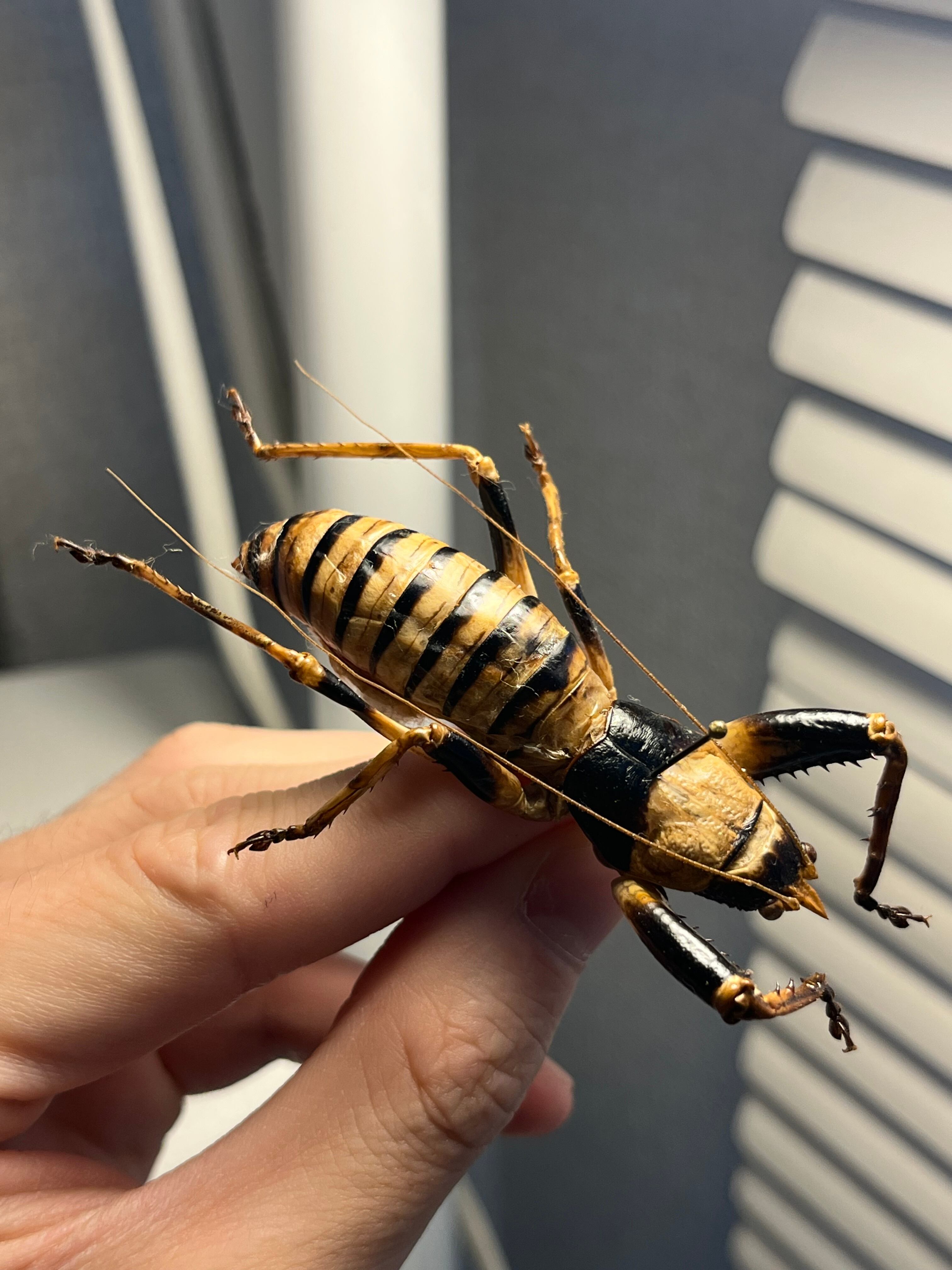 巨大♂】ロブスターキリギリス マッチョキリギリス コロギス リオック