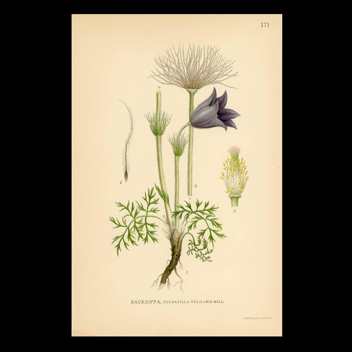 【1926年】アンティーク植物図版|西洋オキナグサ Pulsatilla vulgaris|石版画・リンドマン171