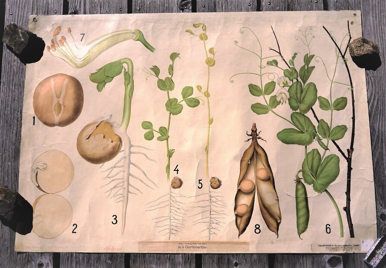 スクールチャート えんどう豆 インテリア壁掛け絵図 ボタニカル版画