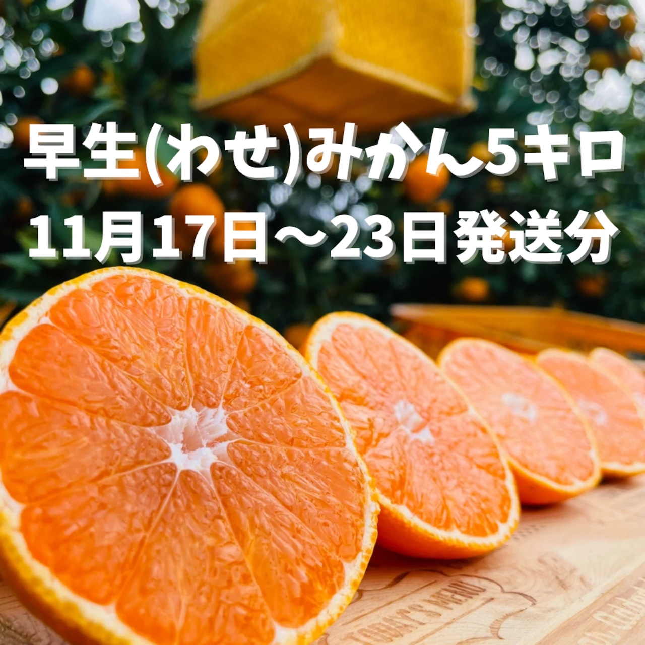 【11月17日-23日発送分】通販の虎早生みかん(5kg)
