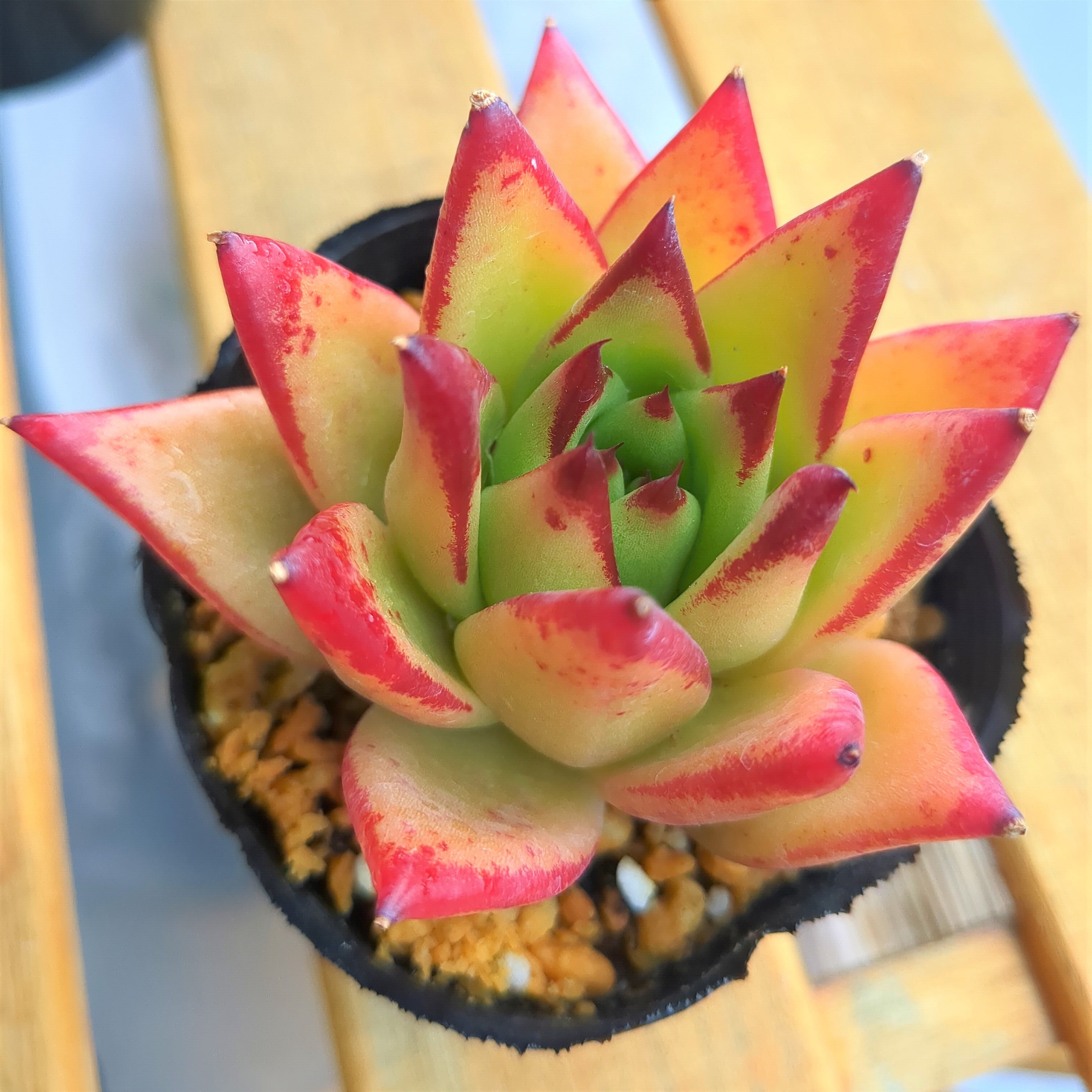 多肉植物　エケベリア アガボイデス　リップスティック　抜き苗 エケベリア アガボイデス リップスティック（抜き苗） | 多肉植物の