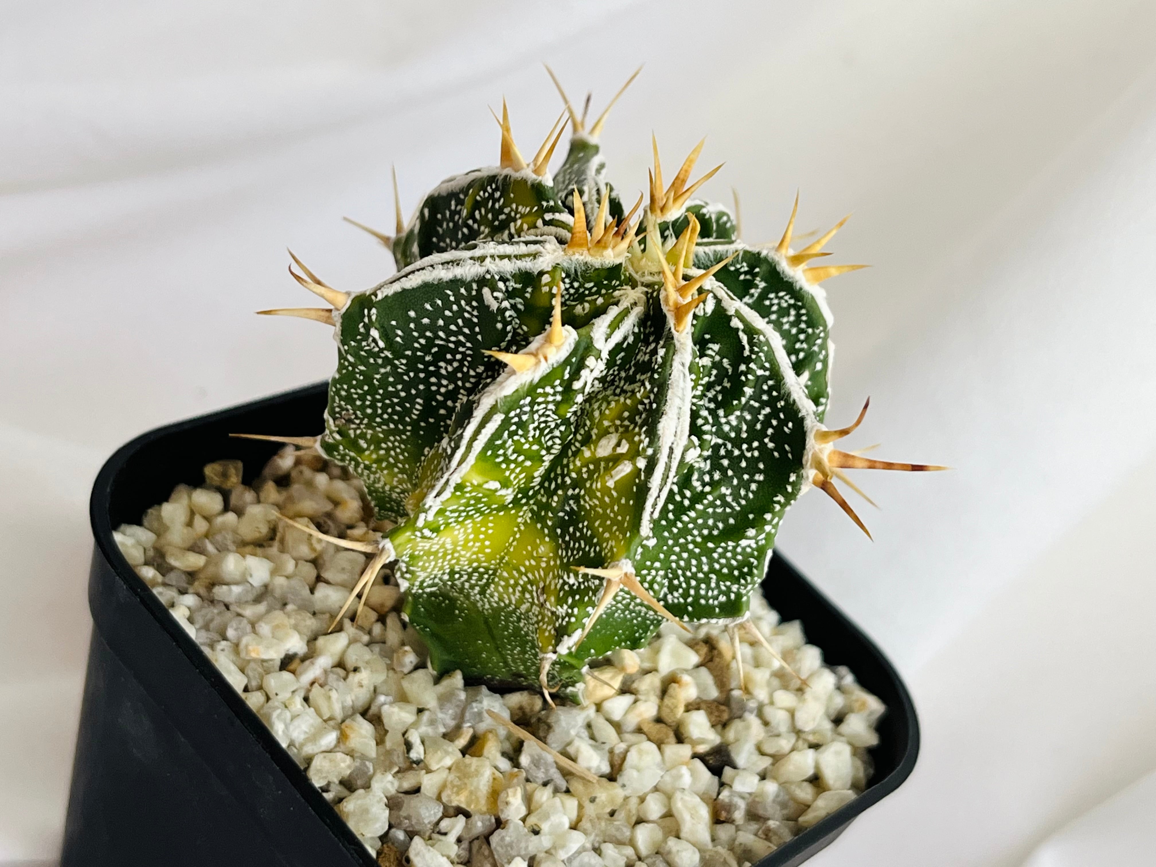 Astrophytum ornatum f. アストロフィツム 白条複隆般若錦 Astrophytum ornatum f. アストロフィツム 白条複隆般若錦