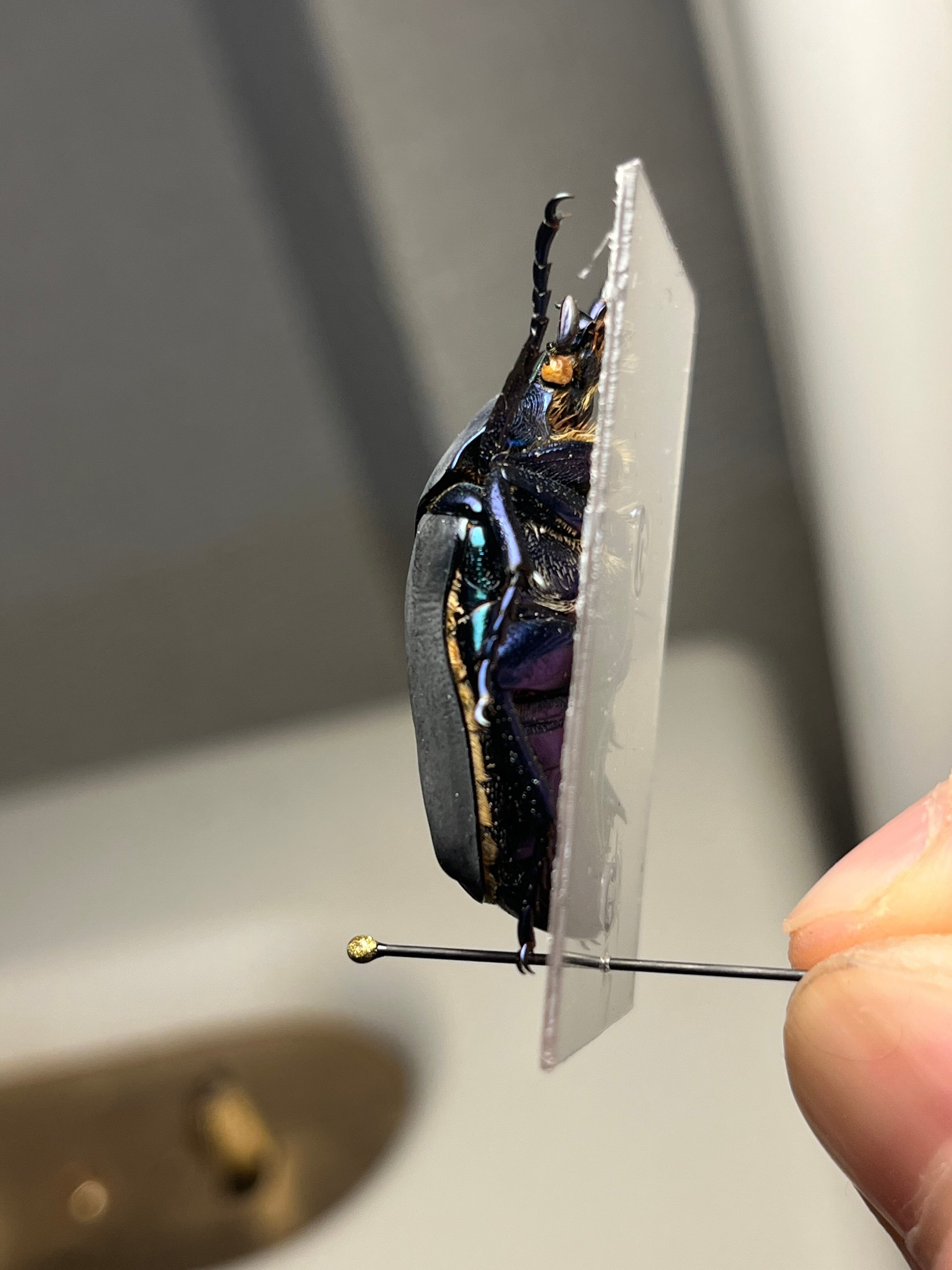 透明台紙】体裏がメタリックなイバライコツノヒシムネハナムグリ 標本
