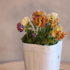 ビオラ　アイクルール　冬から春のお花　　丈夫で育てやすい　寄せ植えにオススメ　