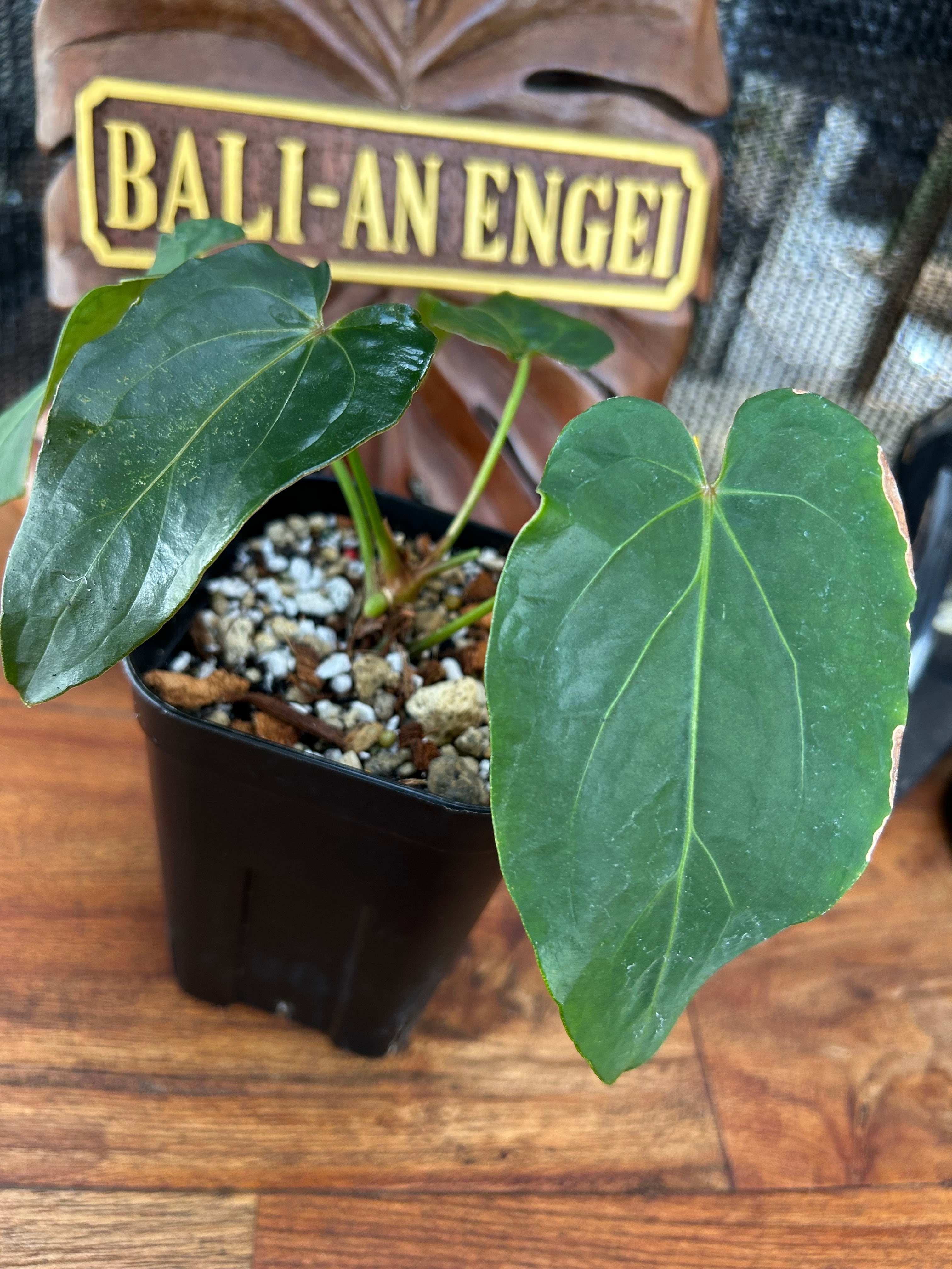 アンスリウム キングオブスペード× レッドクリスタリナム アンスリウム キング オブ スペード × レッド クリスタリナム | BA PLants