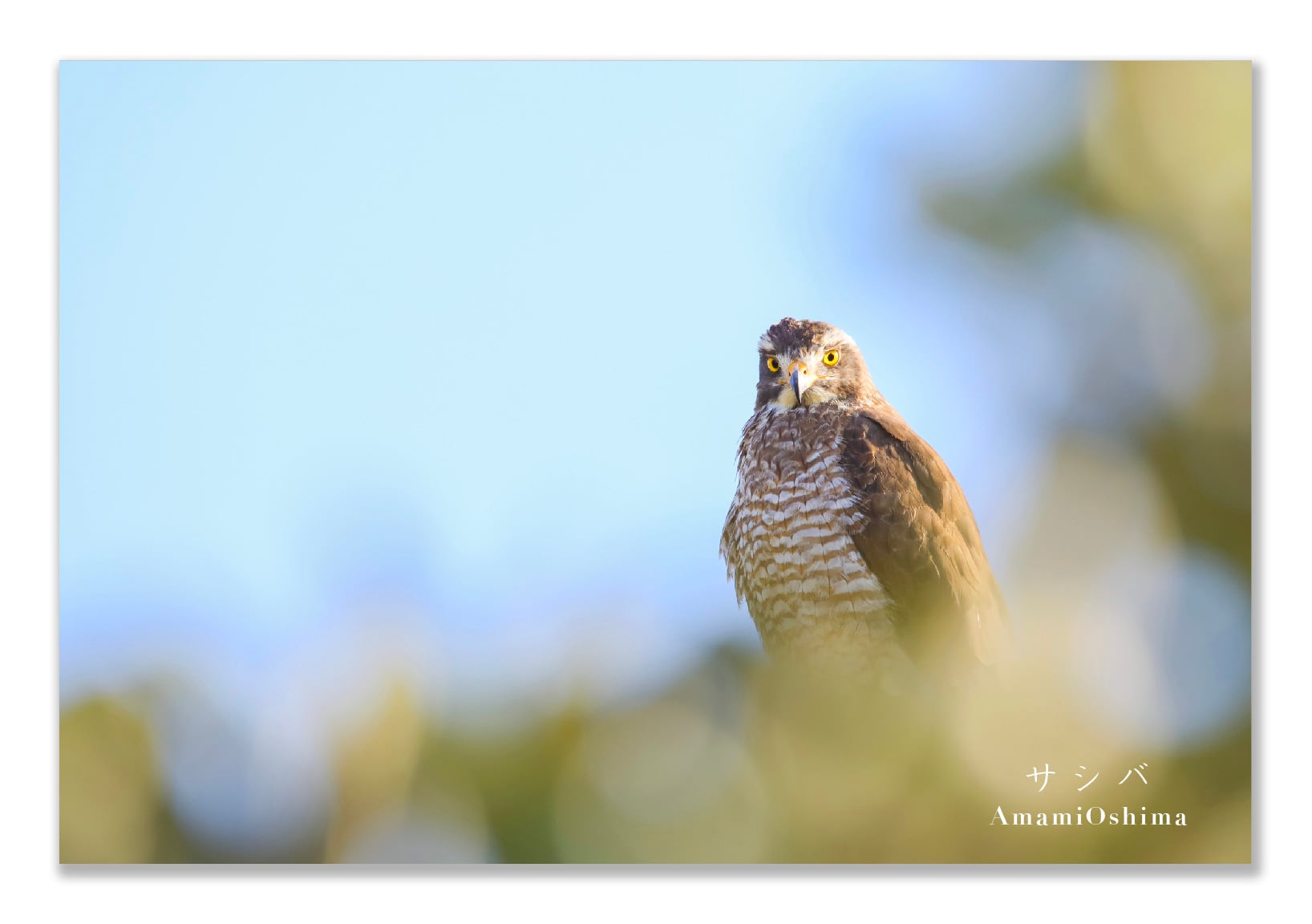 奄美ポストカード「サシバ」2026