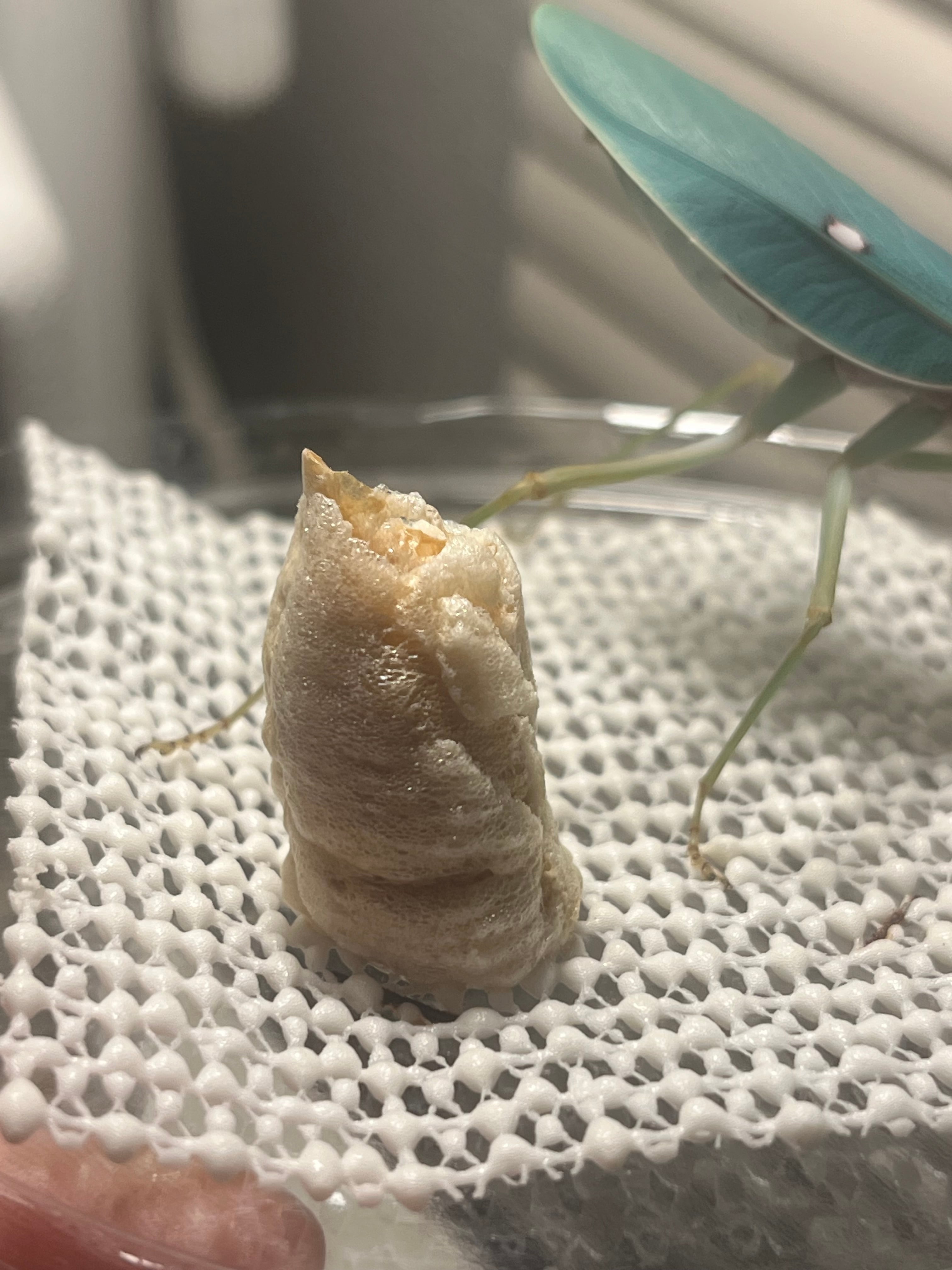 カマキリ | オモニキチュウ