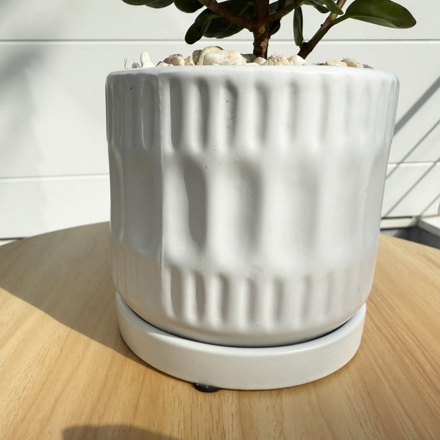 パンダガジュマル