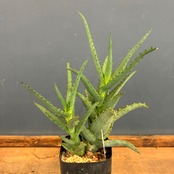 【クリアランス】アロエ　カスティロニアエ【507】【再撮影】【◇】
