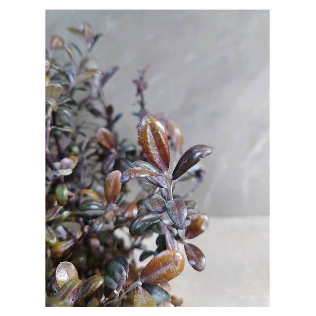 Corokia 'Frosted Chocolate'