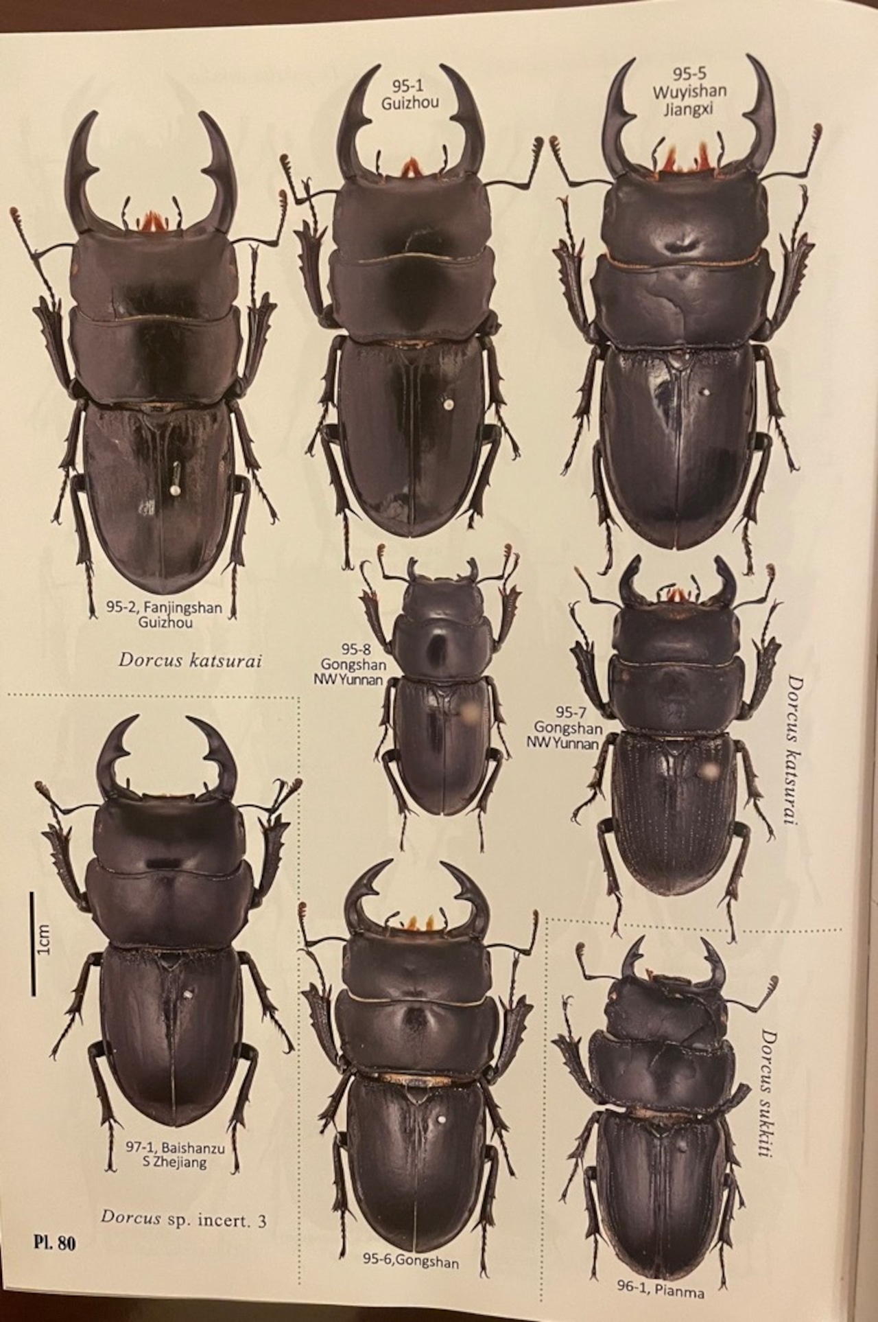 【F0】《ドルクス カツラ 重慶市産 23mm ペア》