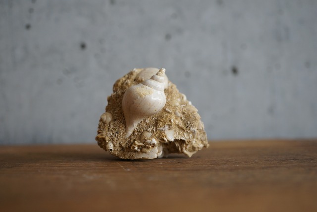 フランス産巻貝化石 Sycum bulbiforme 1273