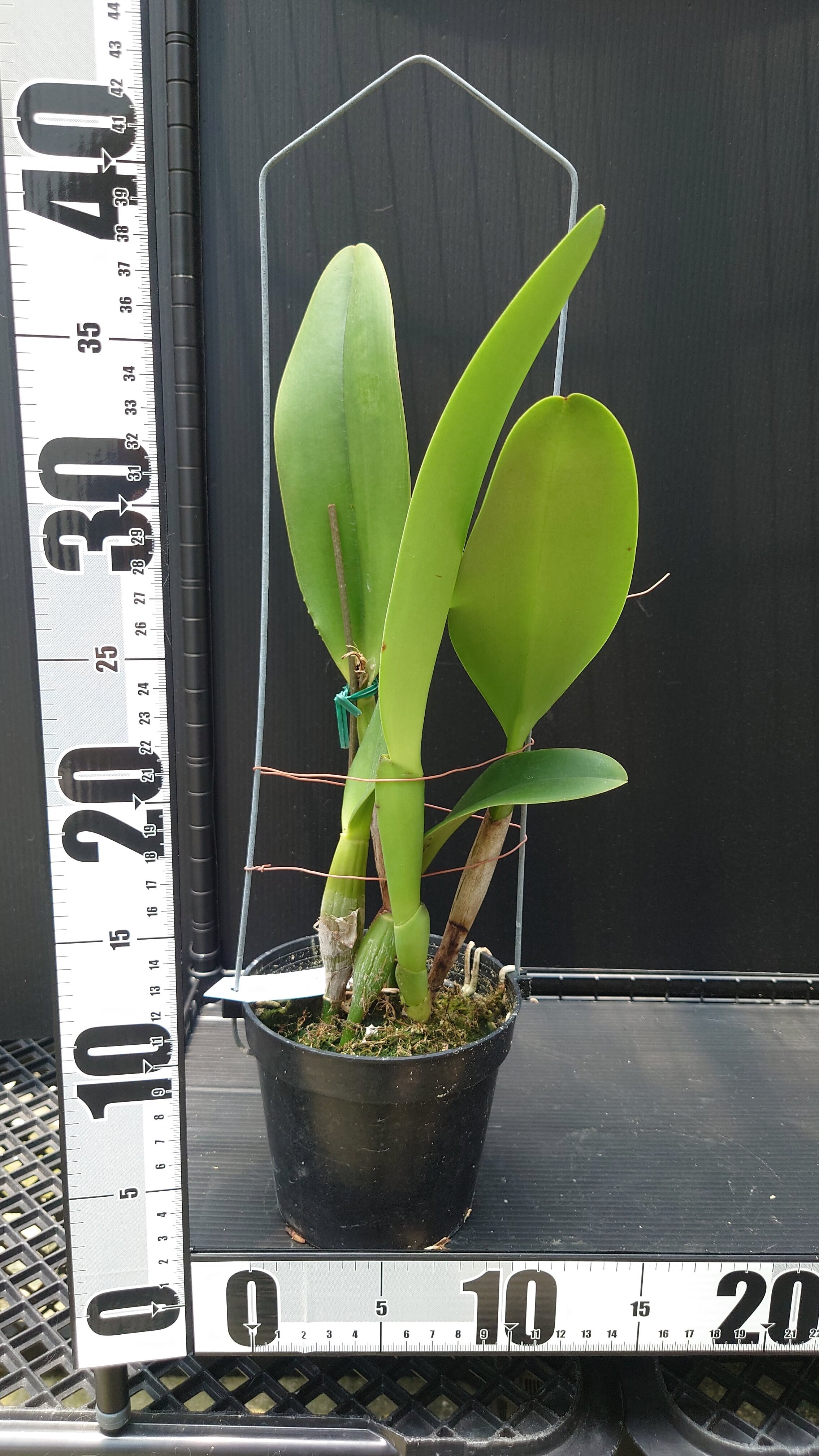 Rlc. Nakornchaisri Delight 'No.2' | 新垣洋らん園