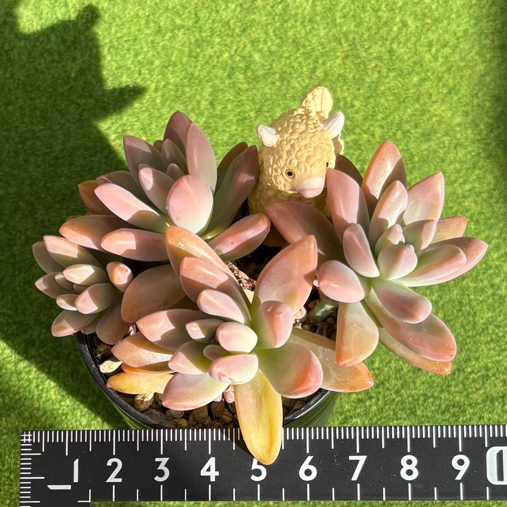 秋麗 | 多肉植物 豆彦商店