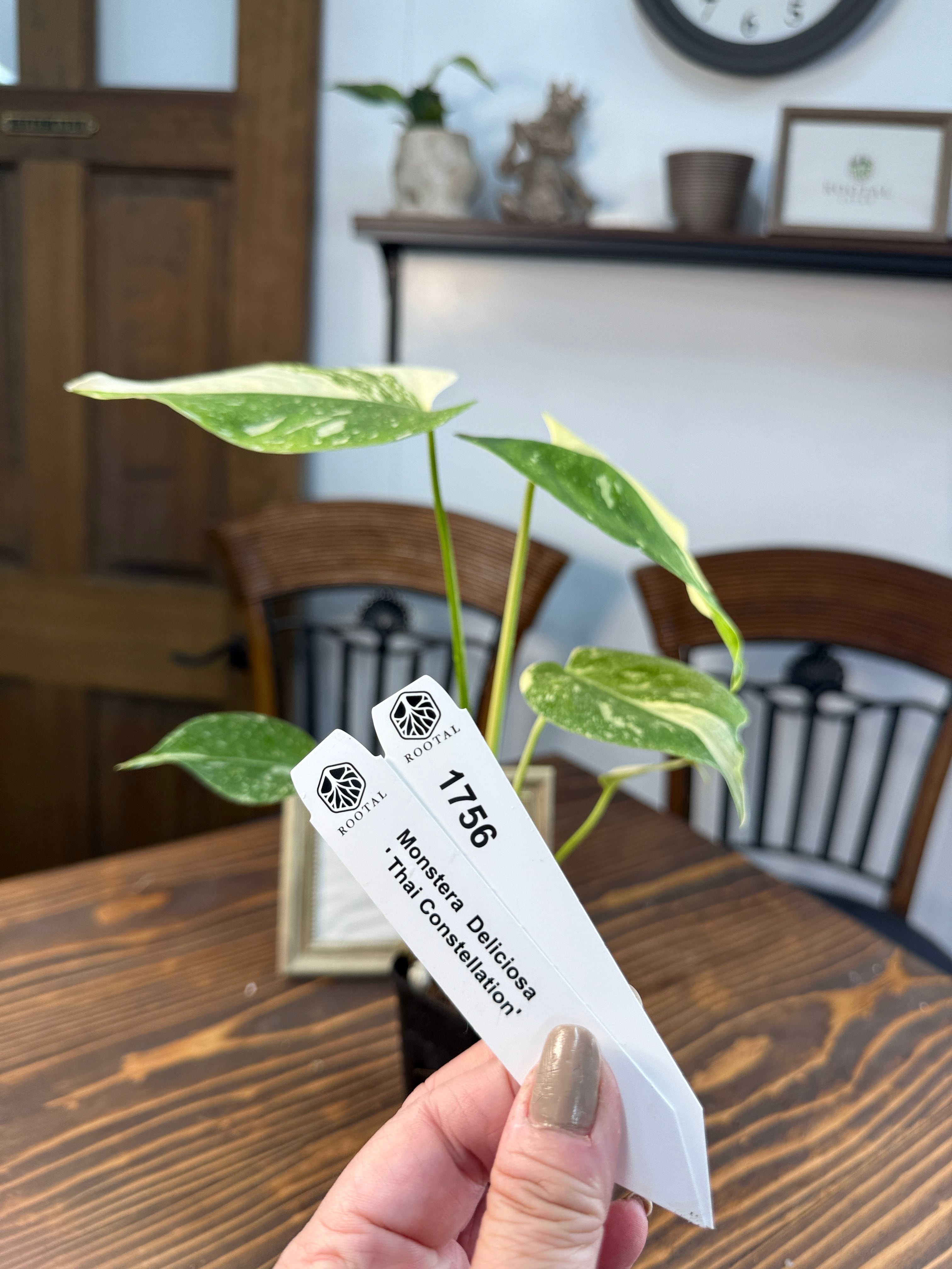 ★1756【極美の斑】モンステラ デリシオーサ タイコンステレーション(75㎜ロングポット)