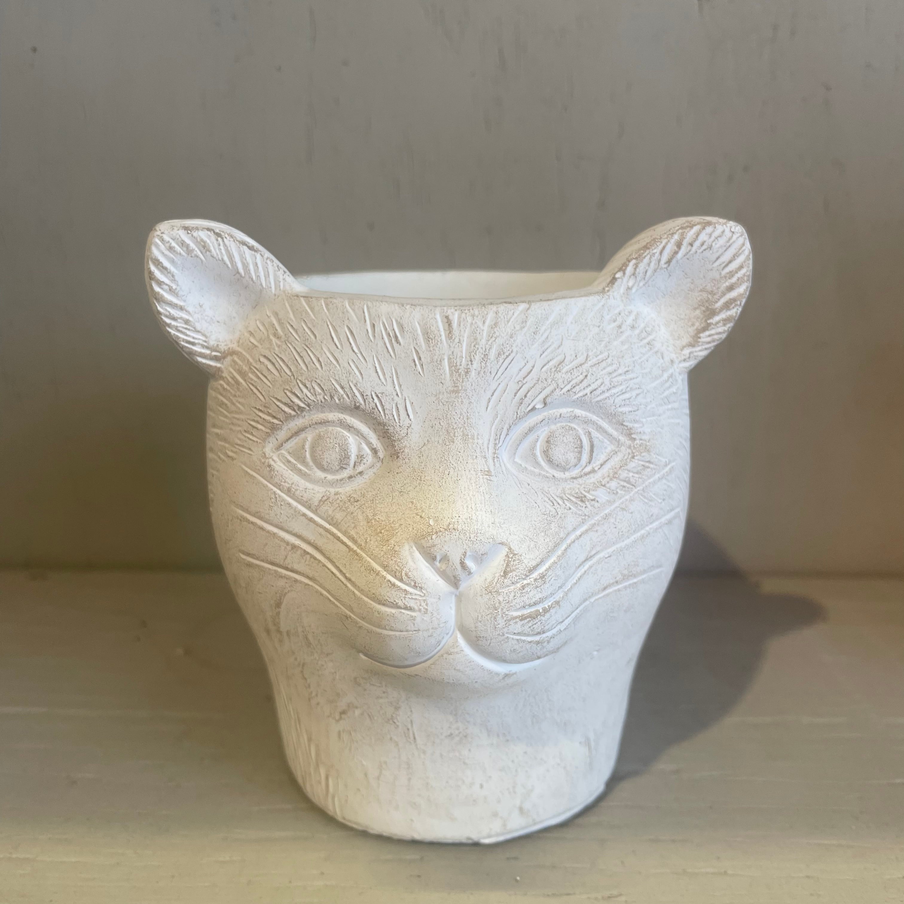 猫鉢 子猫 | ハルカゼフラワー