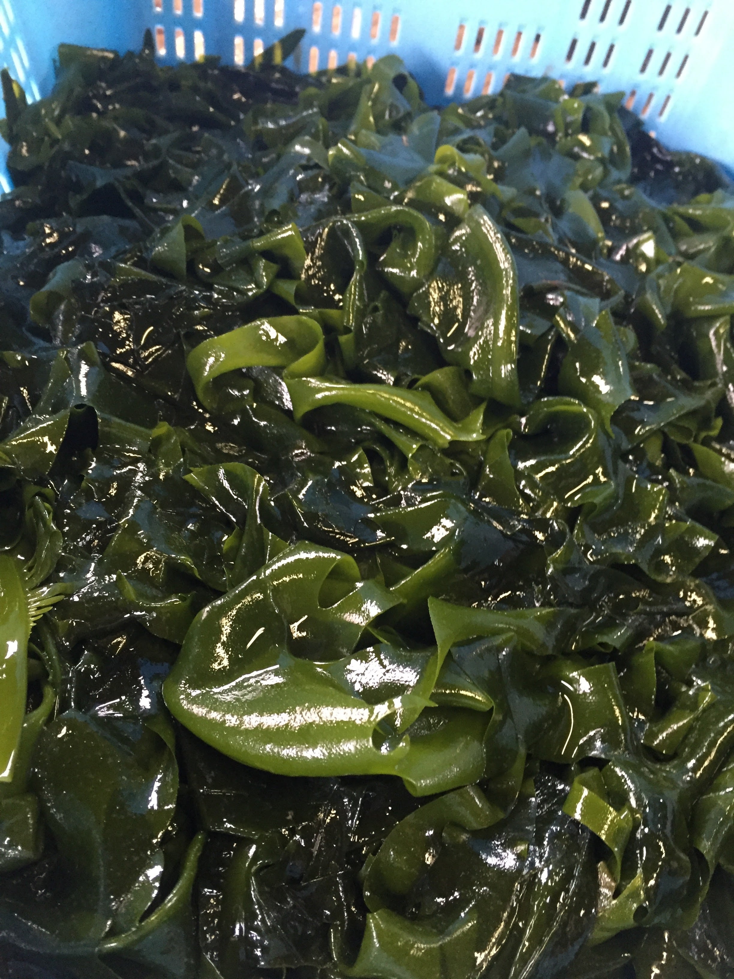 わかめ(湯通し塩蔵わかめ) | しらす屋 丸三水産 わかめ(湯通し塩蔵わかめ) | しらす屋 丸三水産
