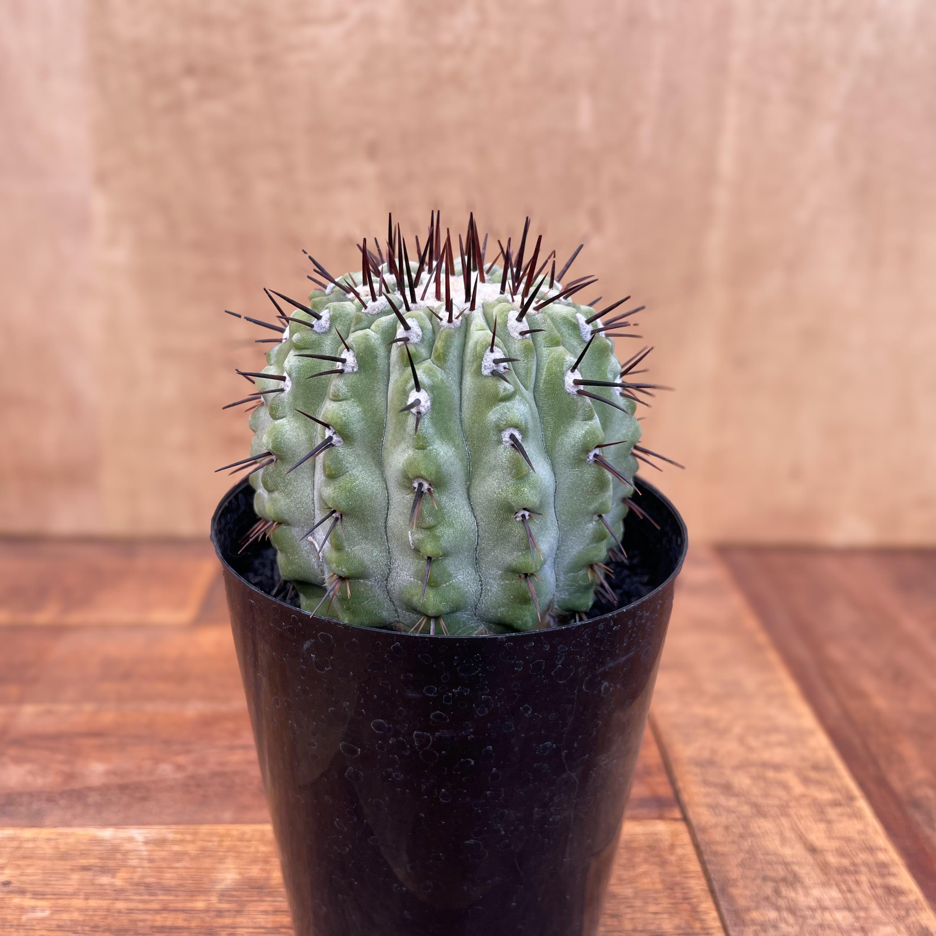 Copiapoa cinerea var. columna-alba【コピアポア・孤竜丸】 | RIMO