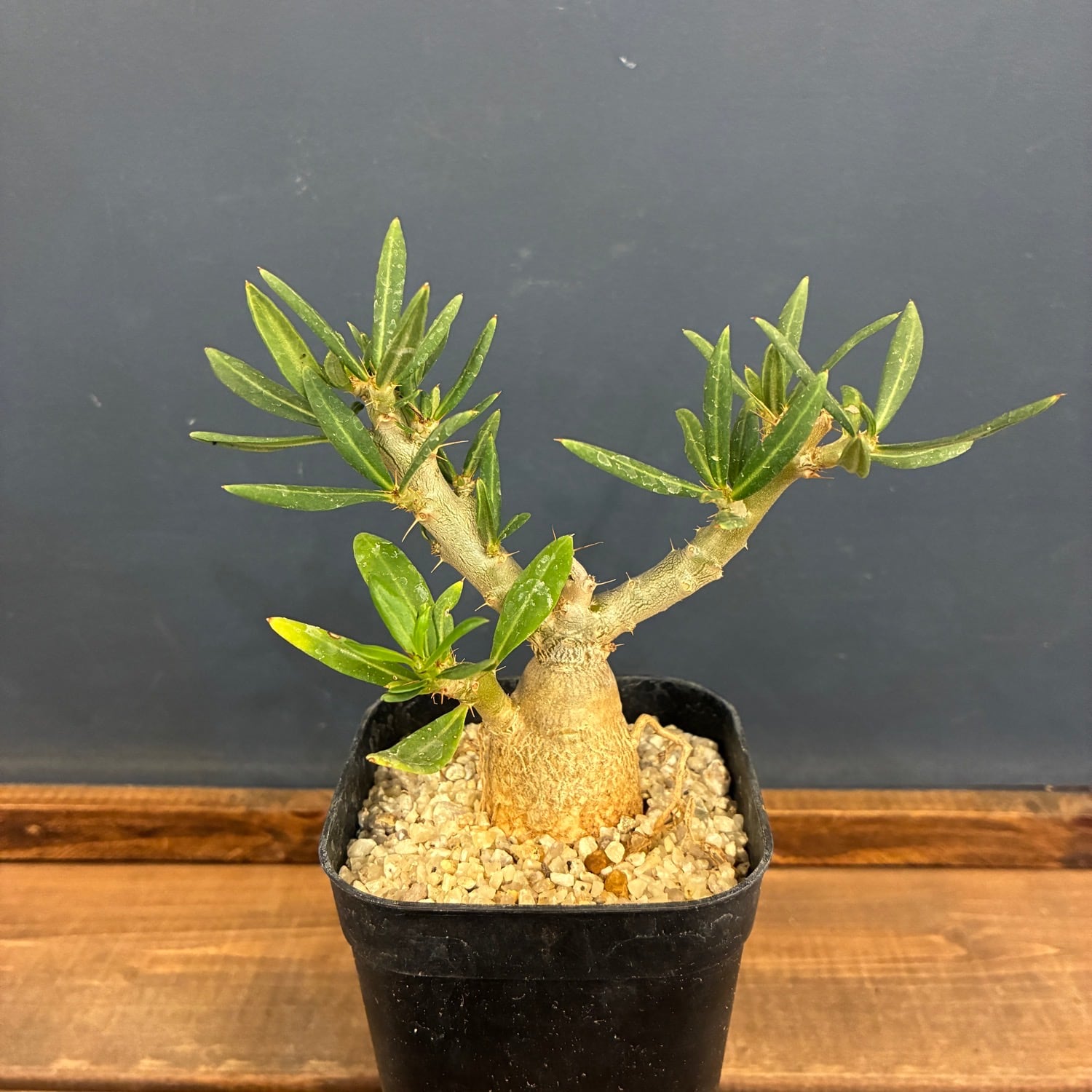 Pachypodium enigmaticum No.2 【パキポディウム・エニグマティカム