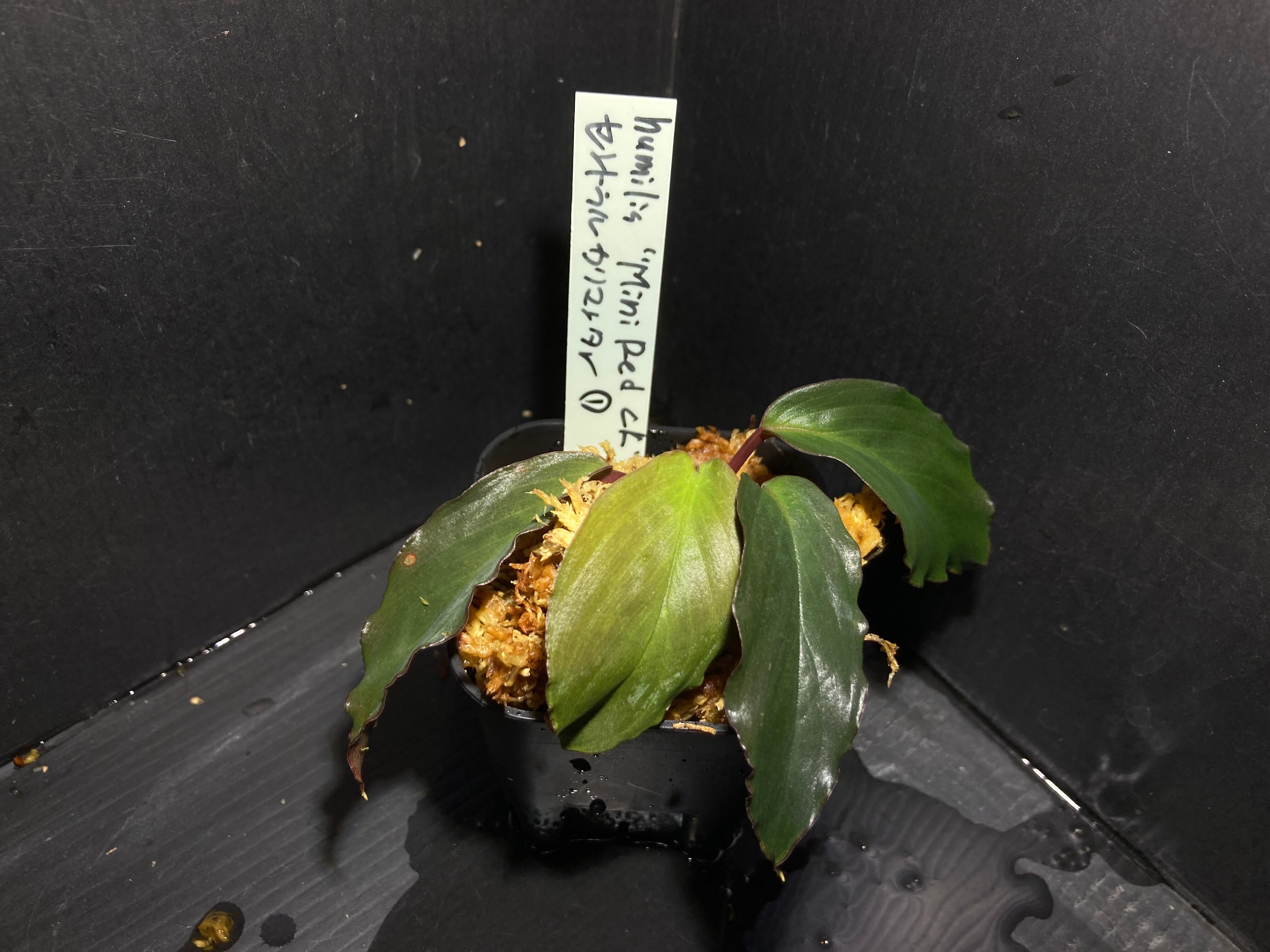 Homalomena sp. Mamasa 