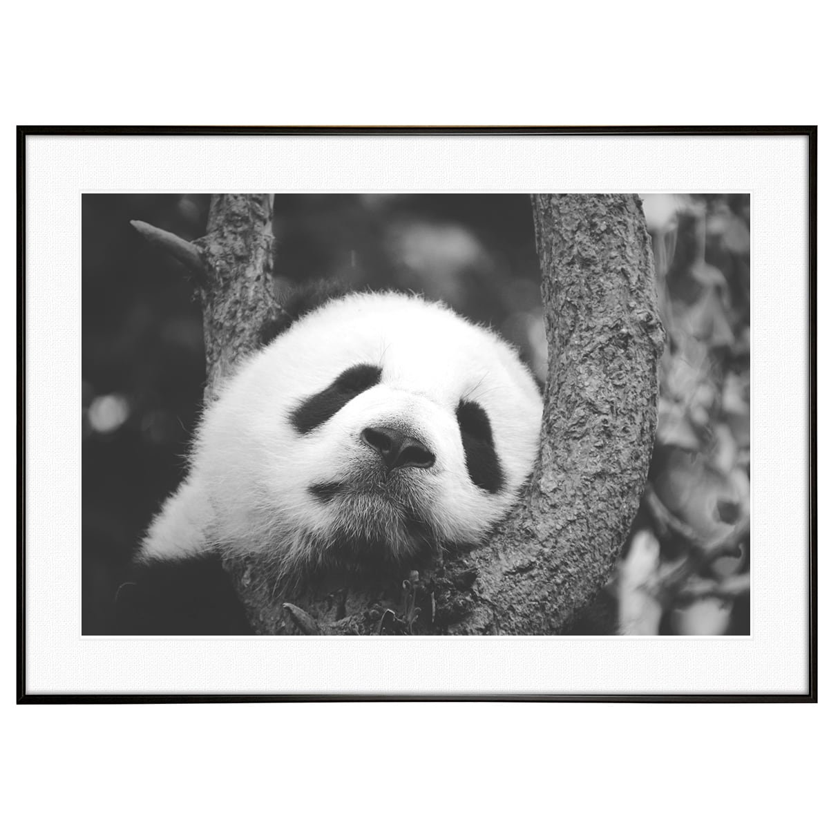 動物写真 木に顎をのせて眠るジャイアントパンダ インテリア モノクロ
