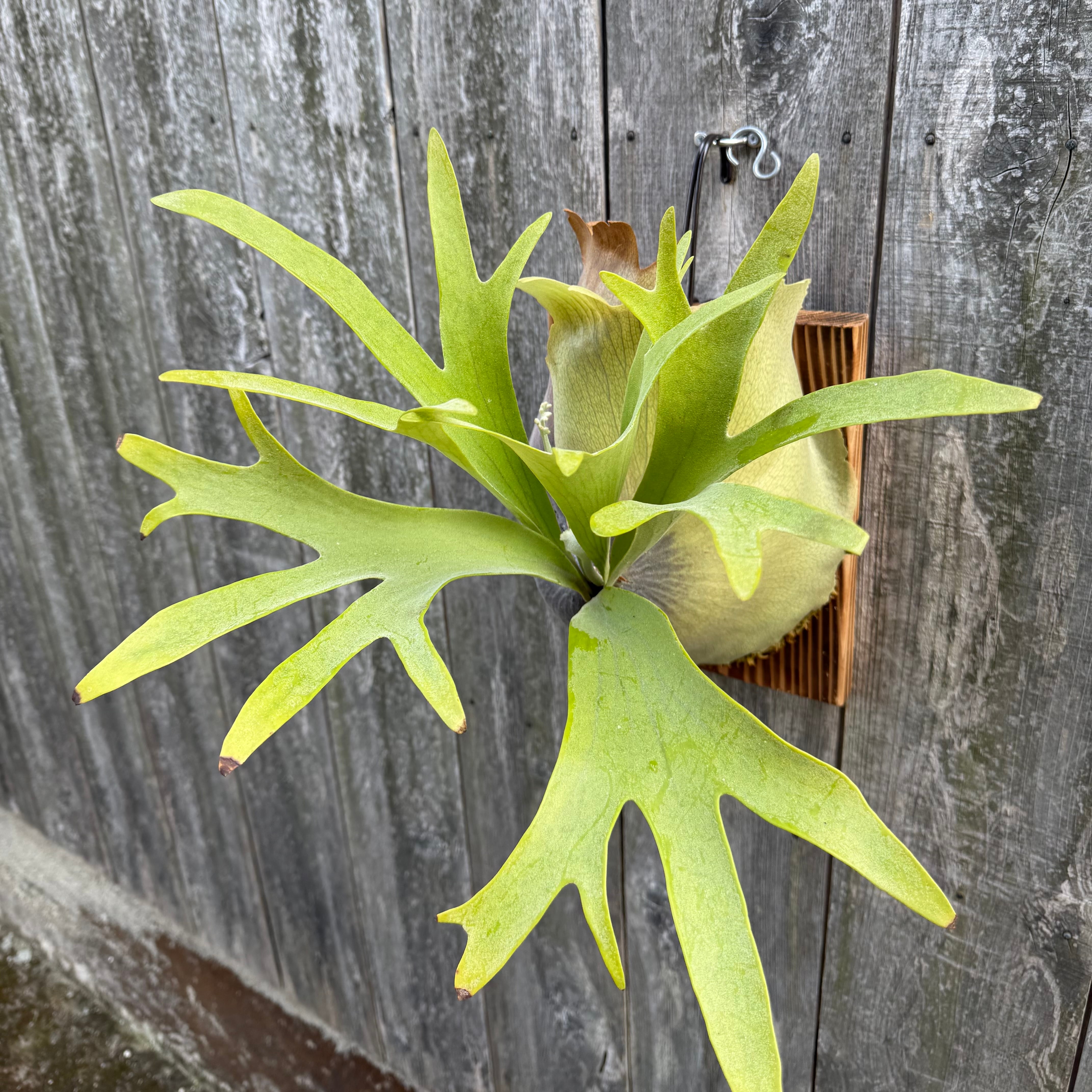 Platycerium bifurcatum Popcorn (pup) | naturefix