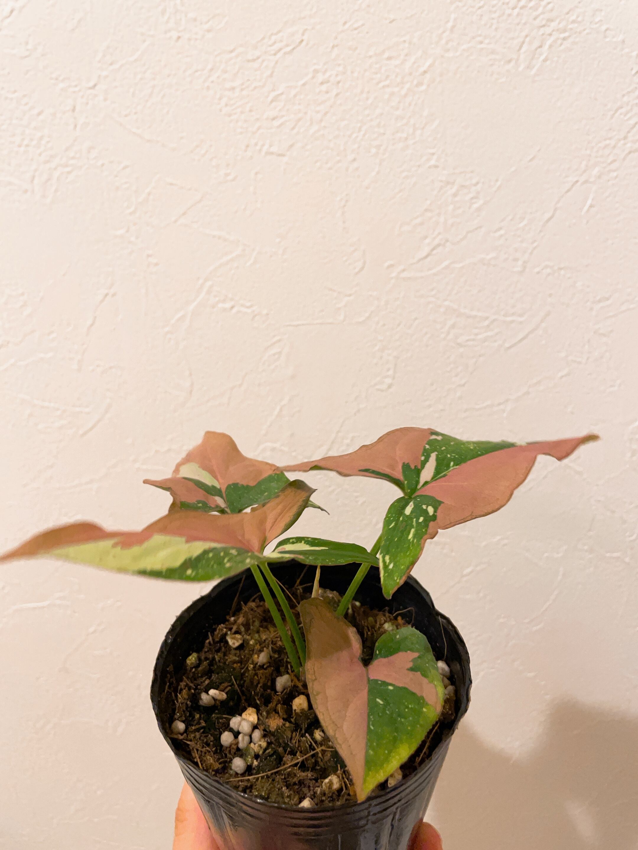 シンゴニウム レッドスポット 3.5号 | youth plants