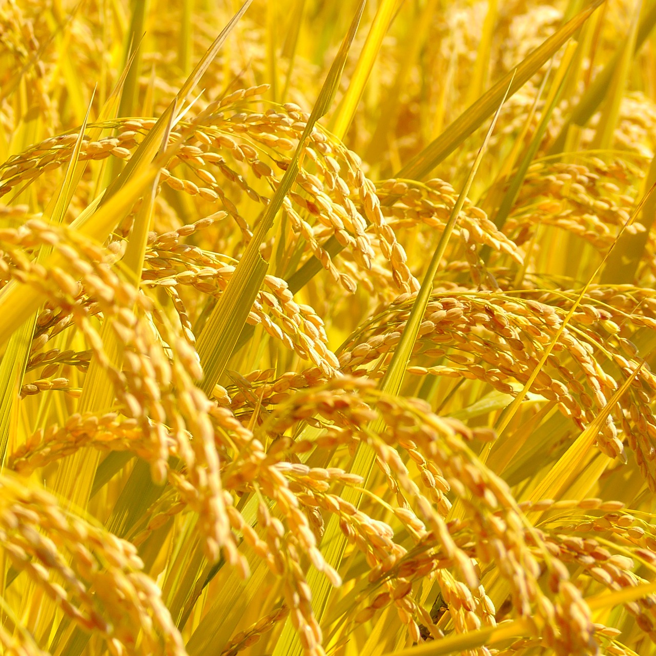 【令和7年産・新米】きわだつ大粒！【極】白米・4kg　特別栽培米　こぴっと米