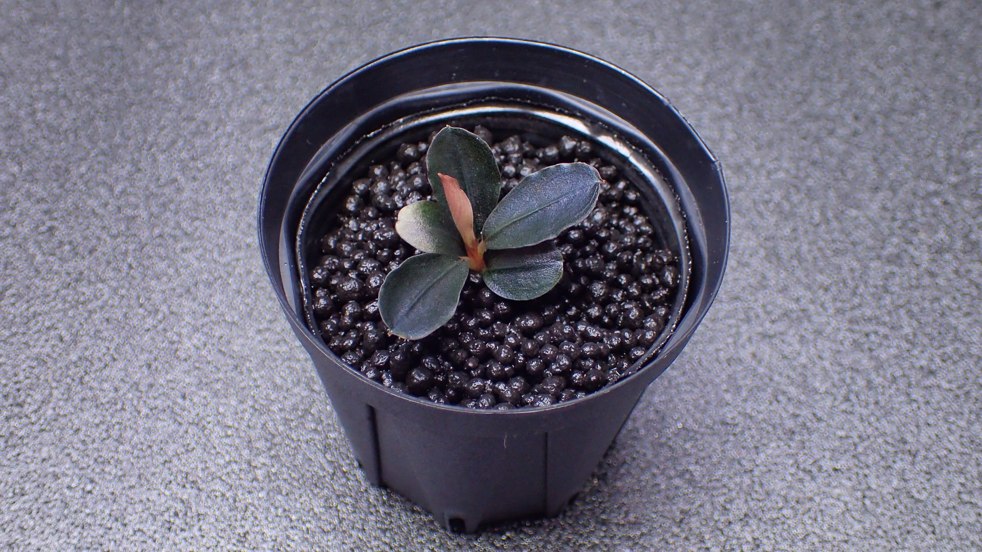 Bucephalandra sp Catherine 1株 | 熱帯植物 水草