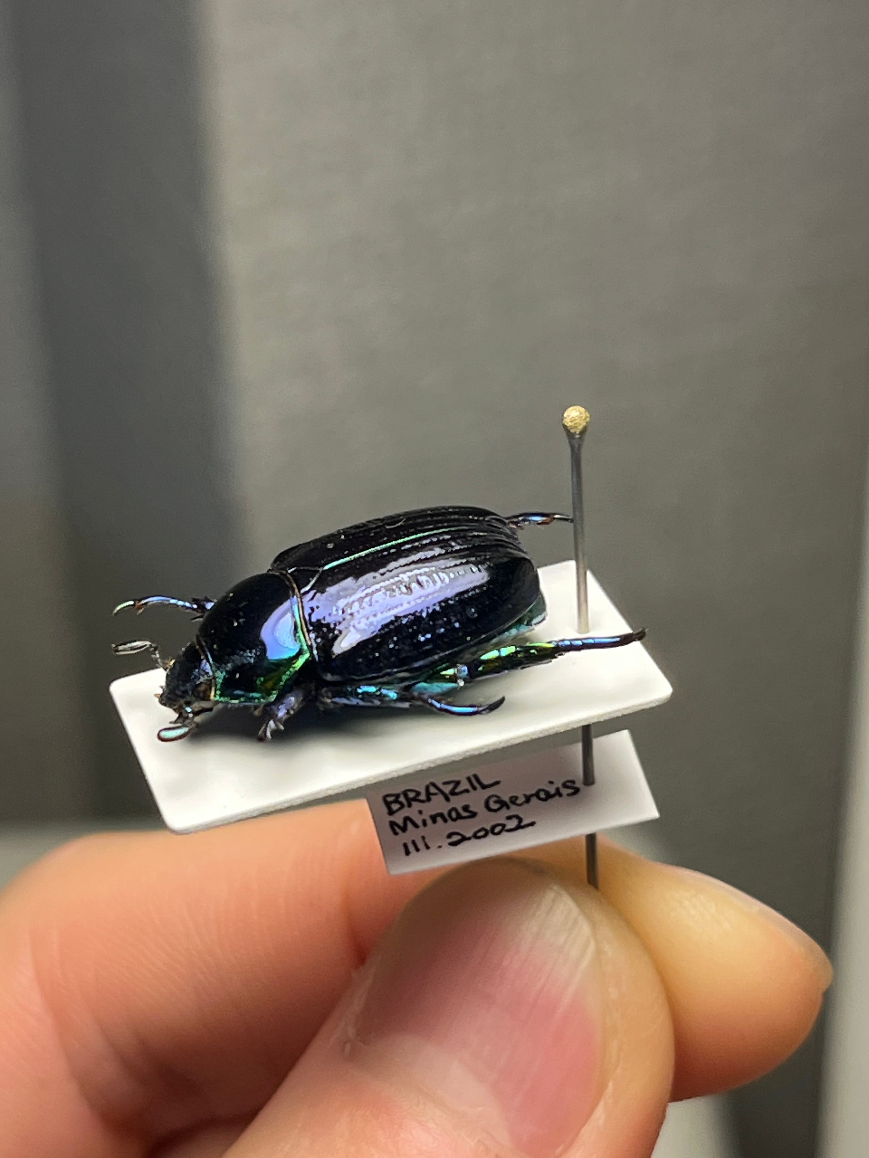 18mm】Pelidnota sumptuosa プラチナコガネ コガネムシ ハムシ