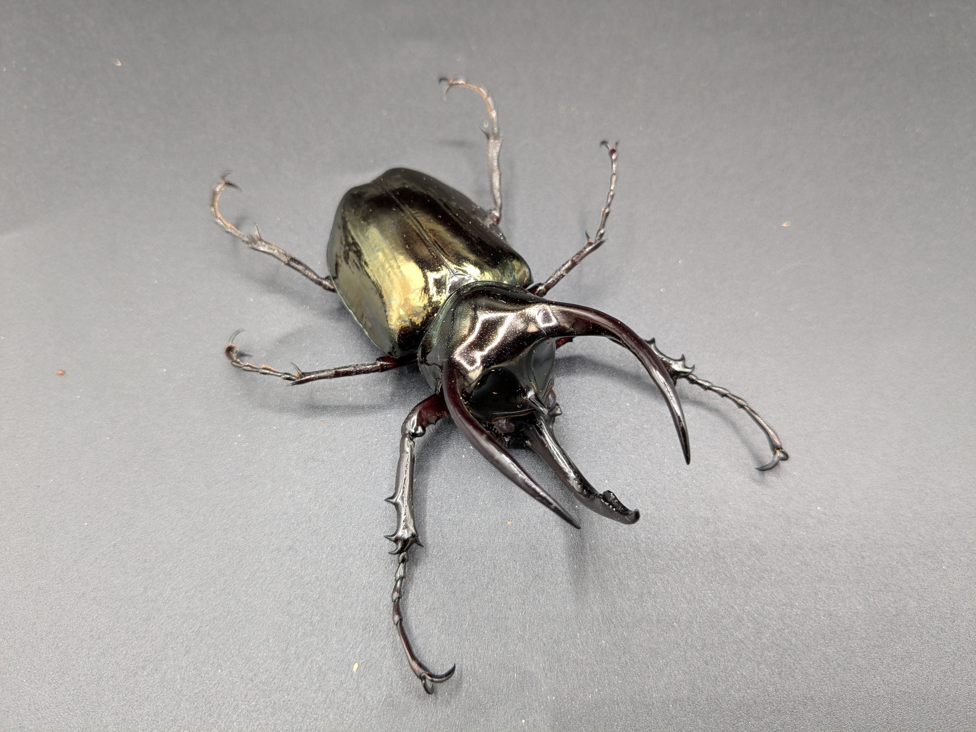 WDアトラスオオカブト ♂76mm♀フリー