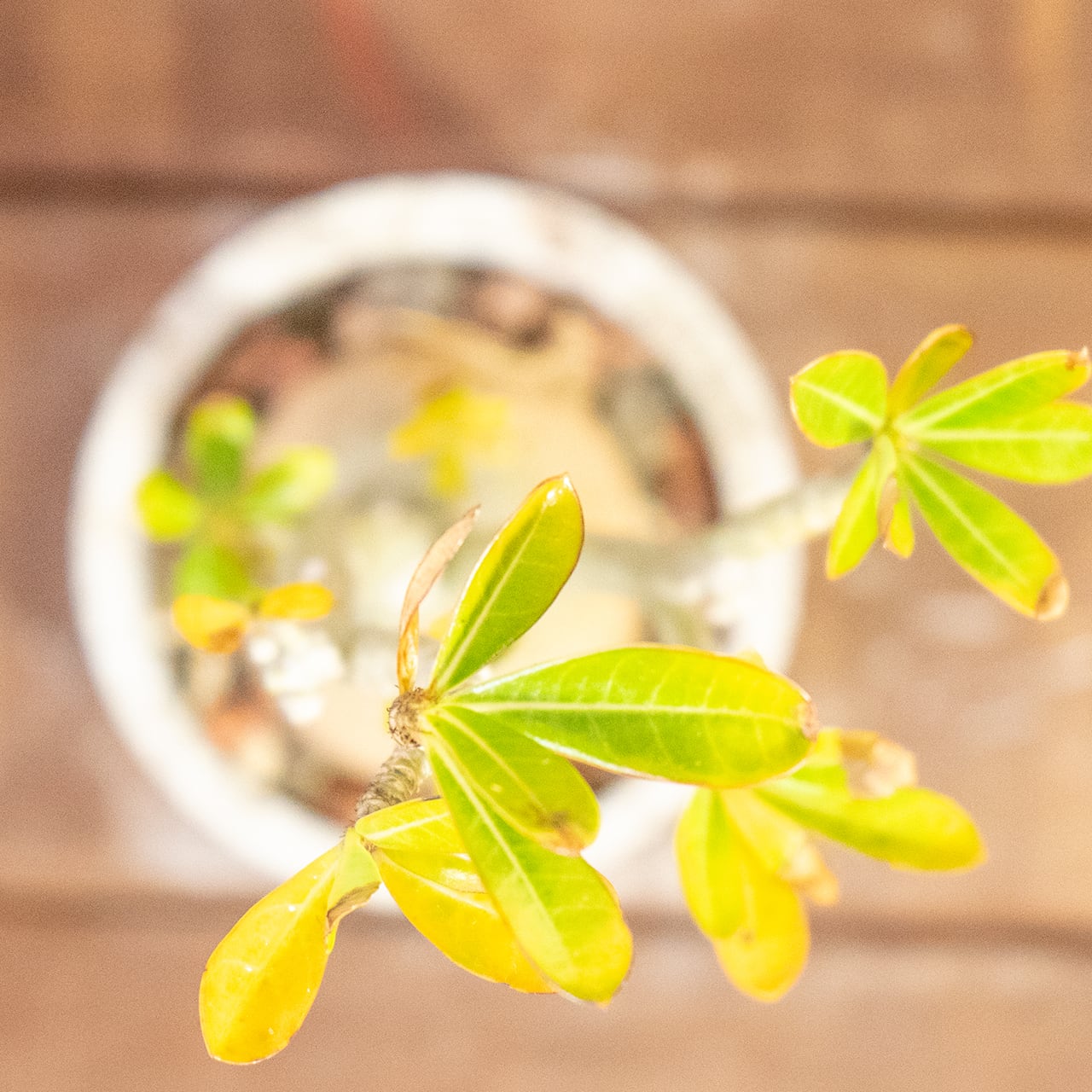 アデニウム・オベスム｜丸い塊根×スタイリッシュ枝ぶりの一点物【手作りモルタル鉢】