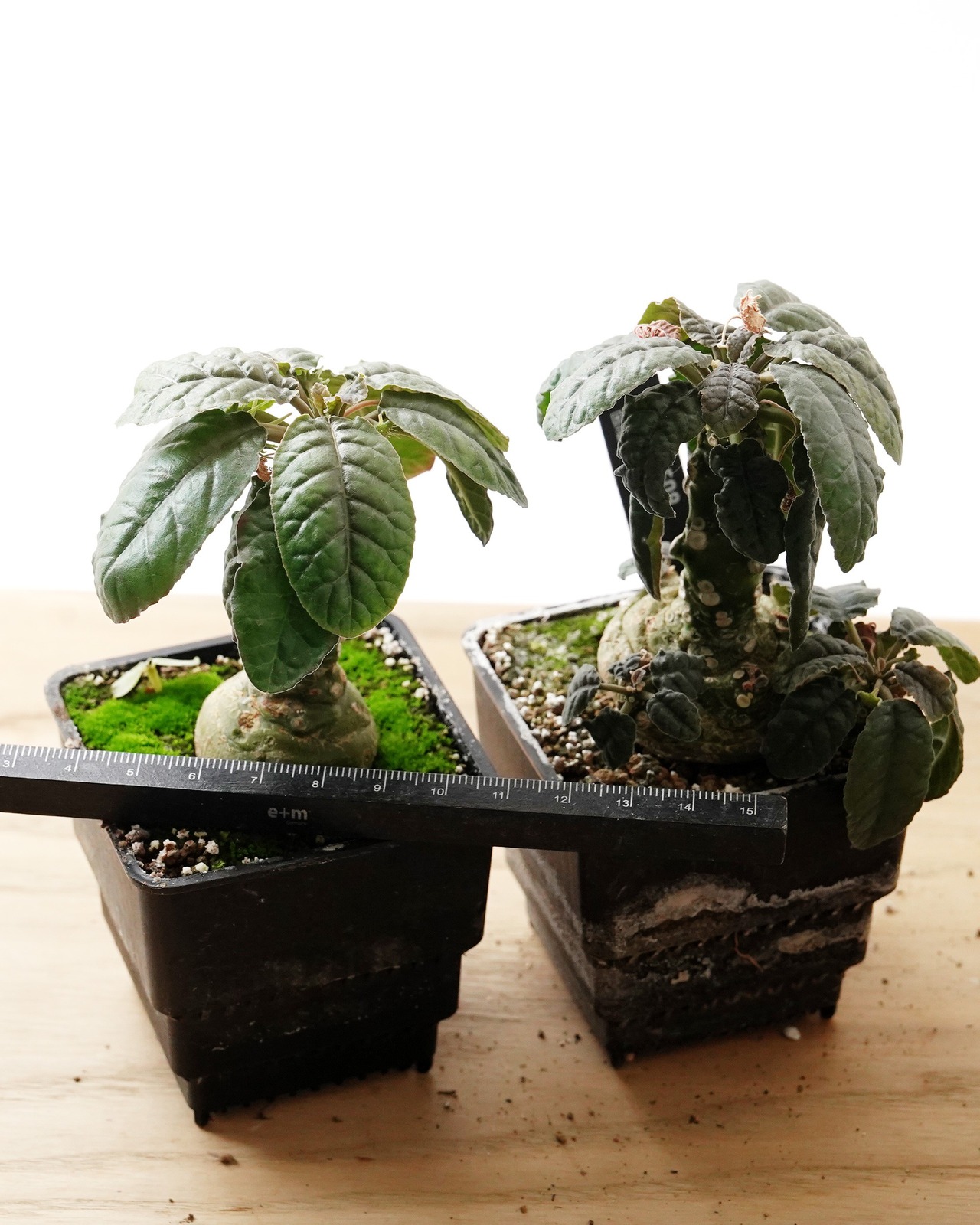 抜き苗 ドルステニア エラータ M Dorstenia elata